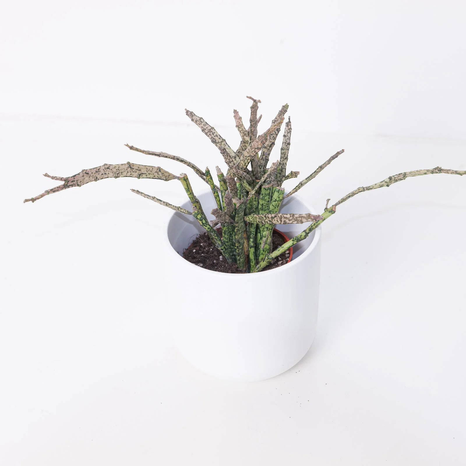Euphorbia Platyclada - Image 4