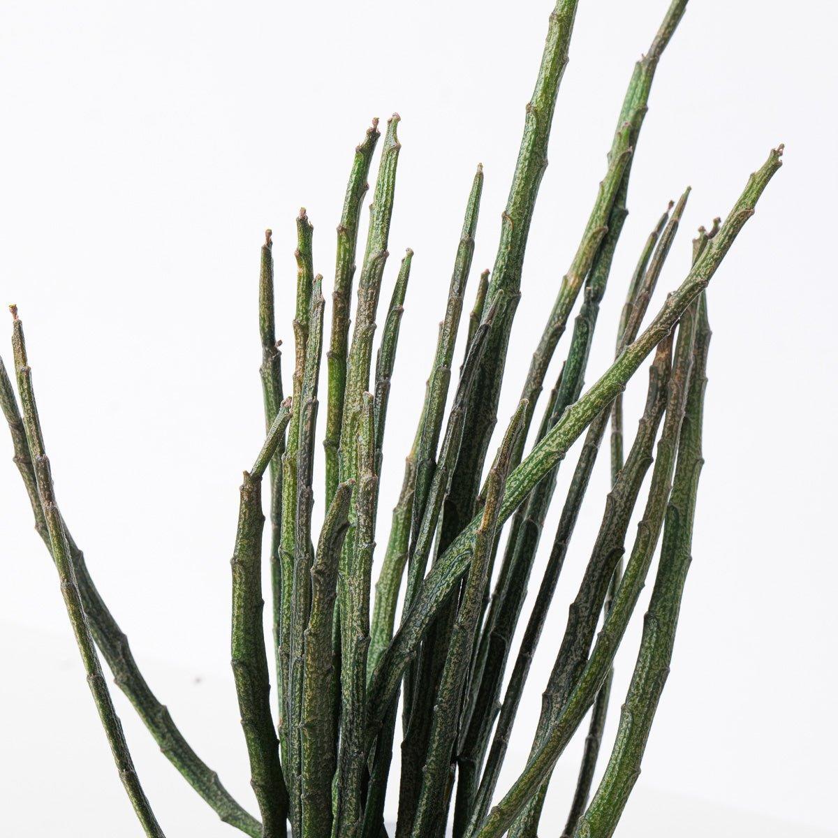 Euphorbia Platyclada var. Erecta - Image 2