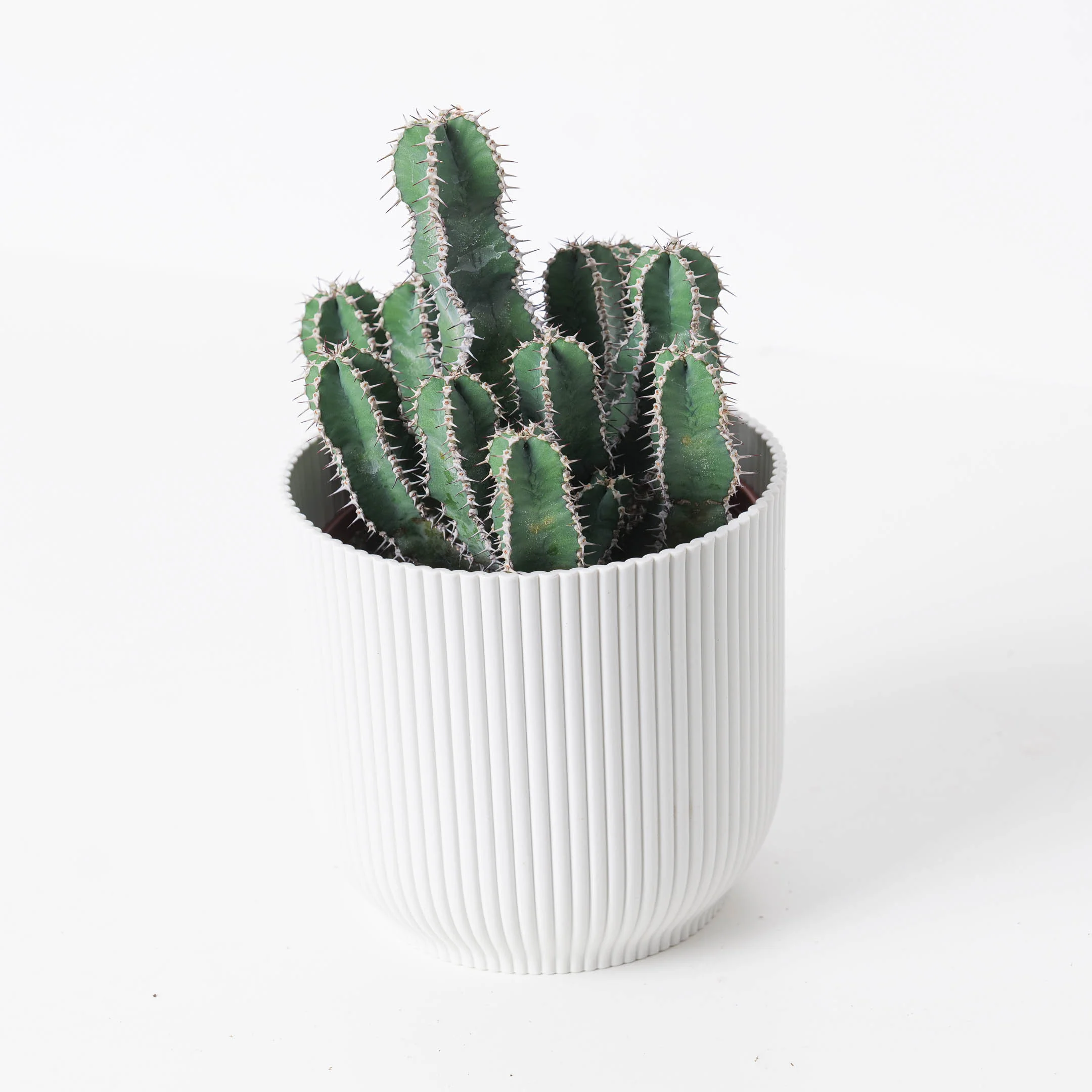 Euphorbia polyacantha