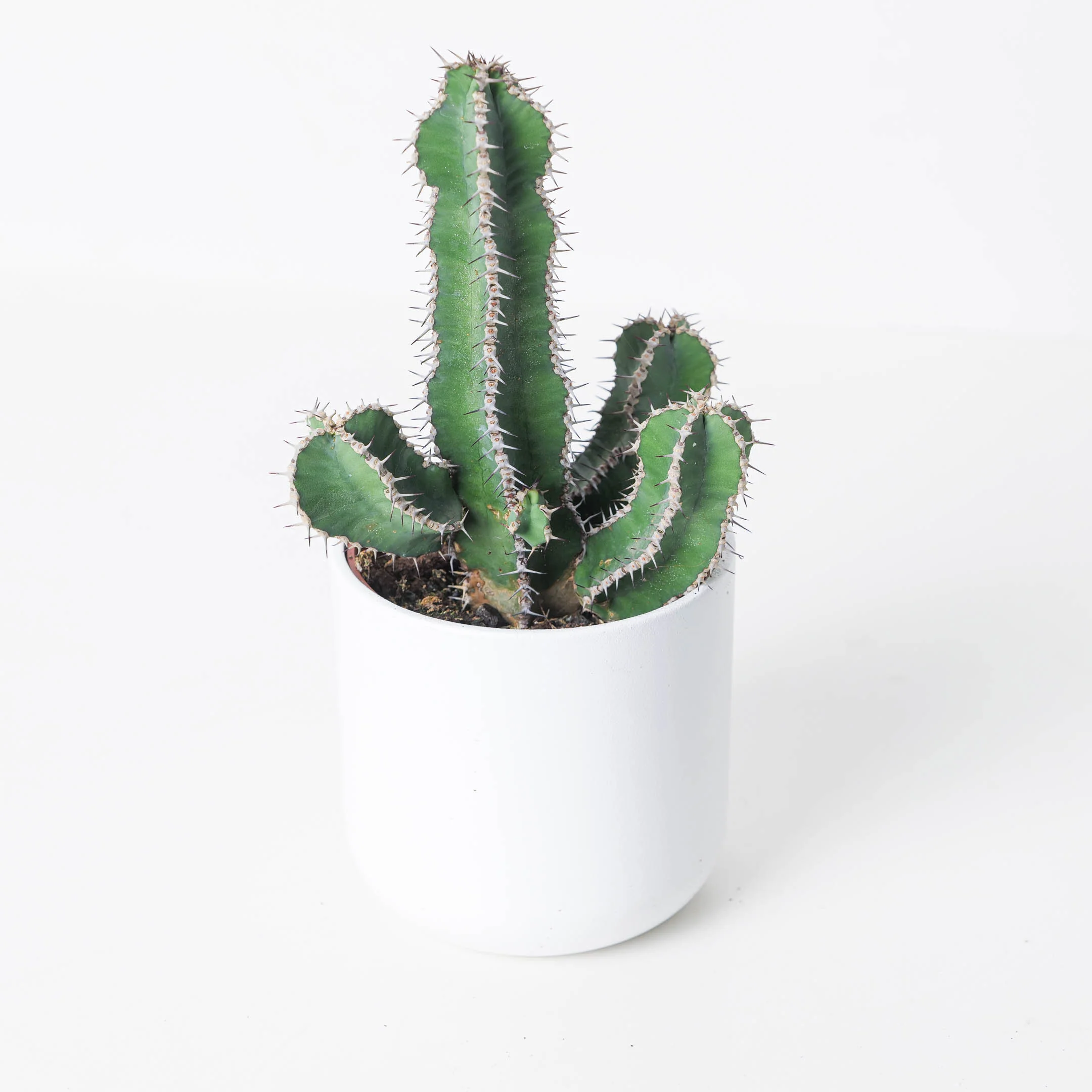 Euphorbia polyacantha - Image 2