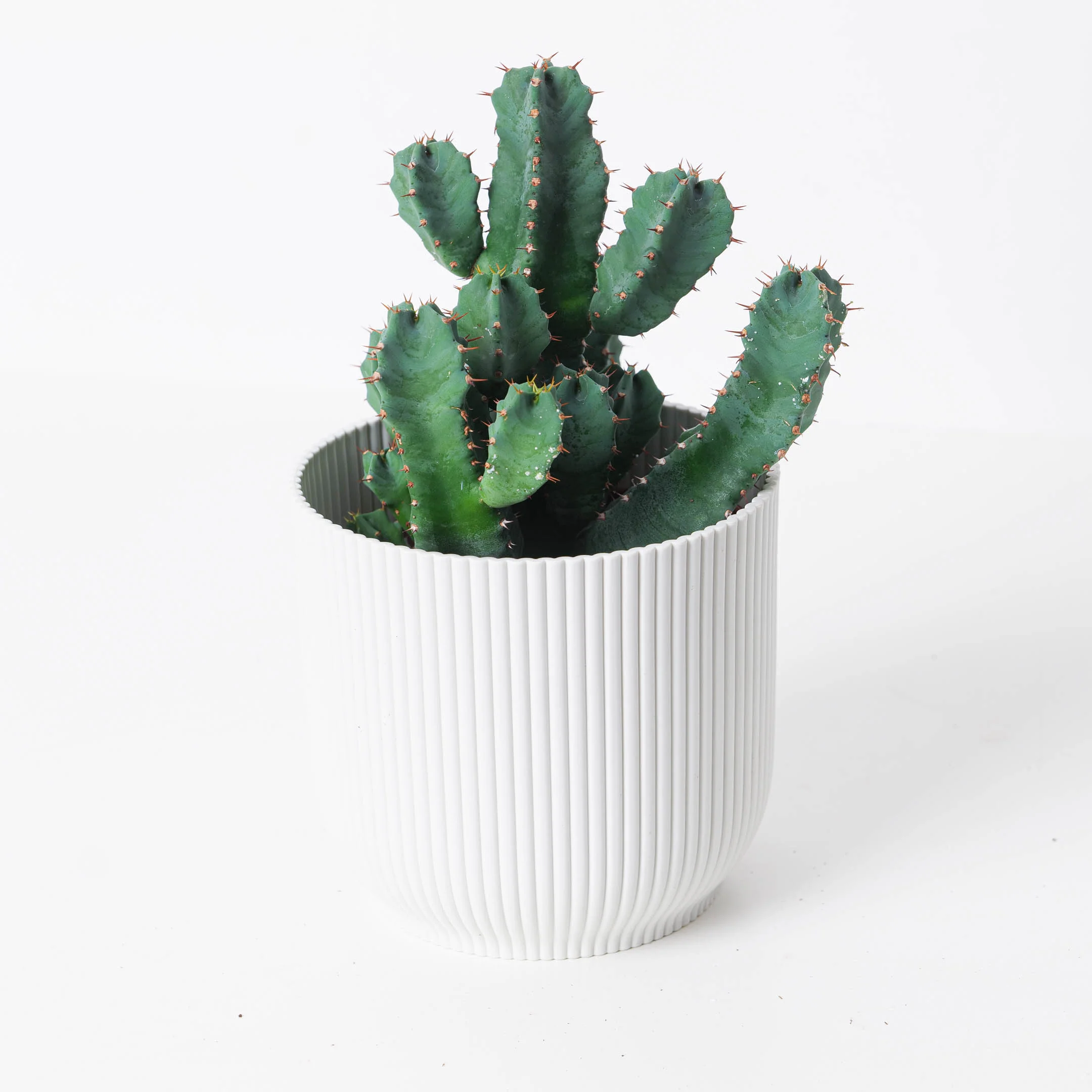 Euphorbia resinifera | African Spurge Plant