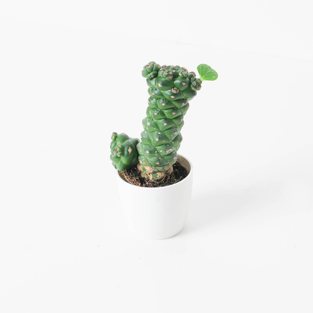 Monadenium ritchiei
