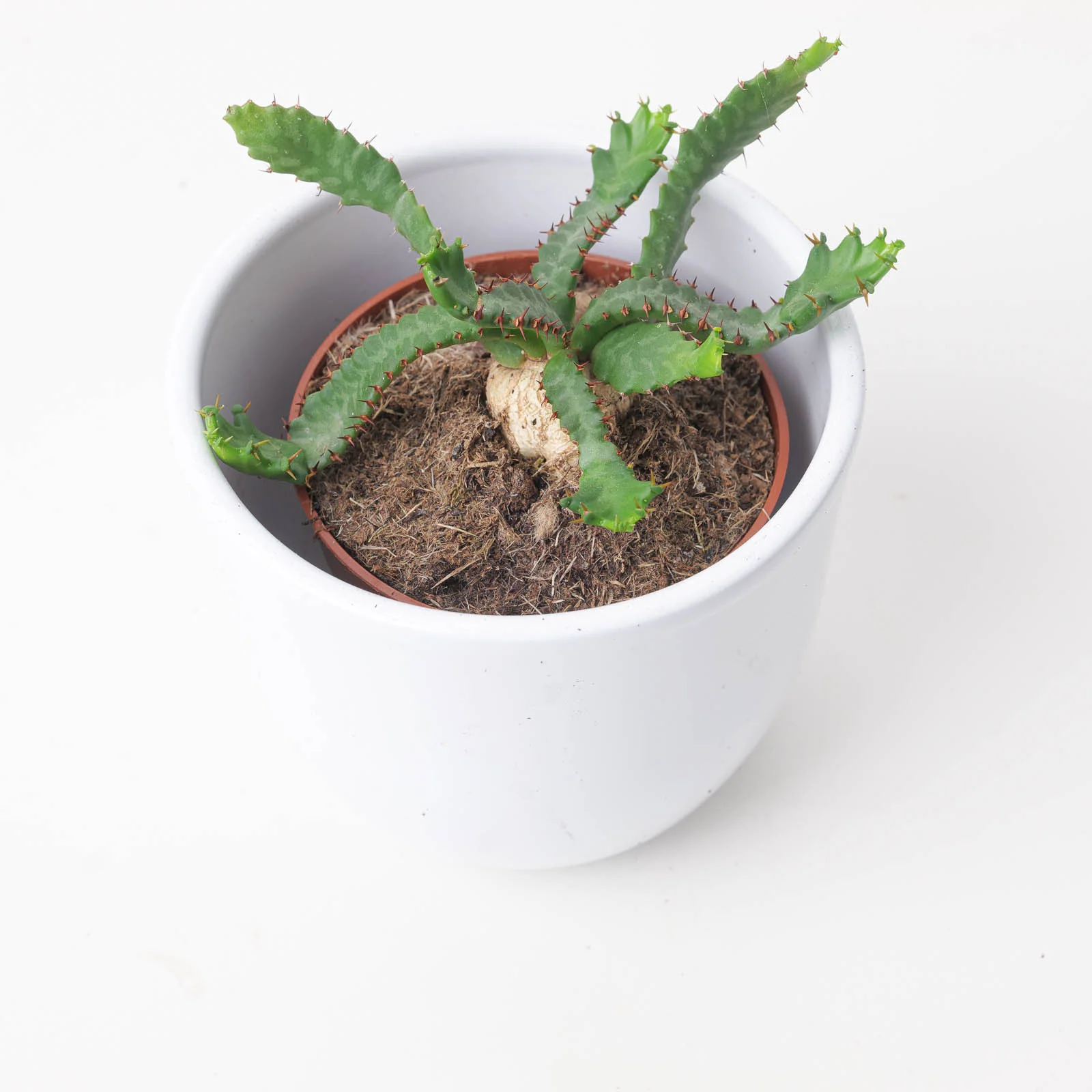 Euphorbia Stellata