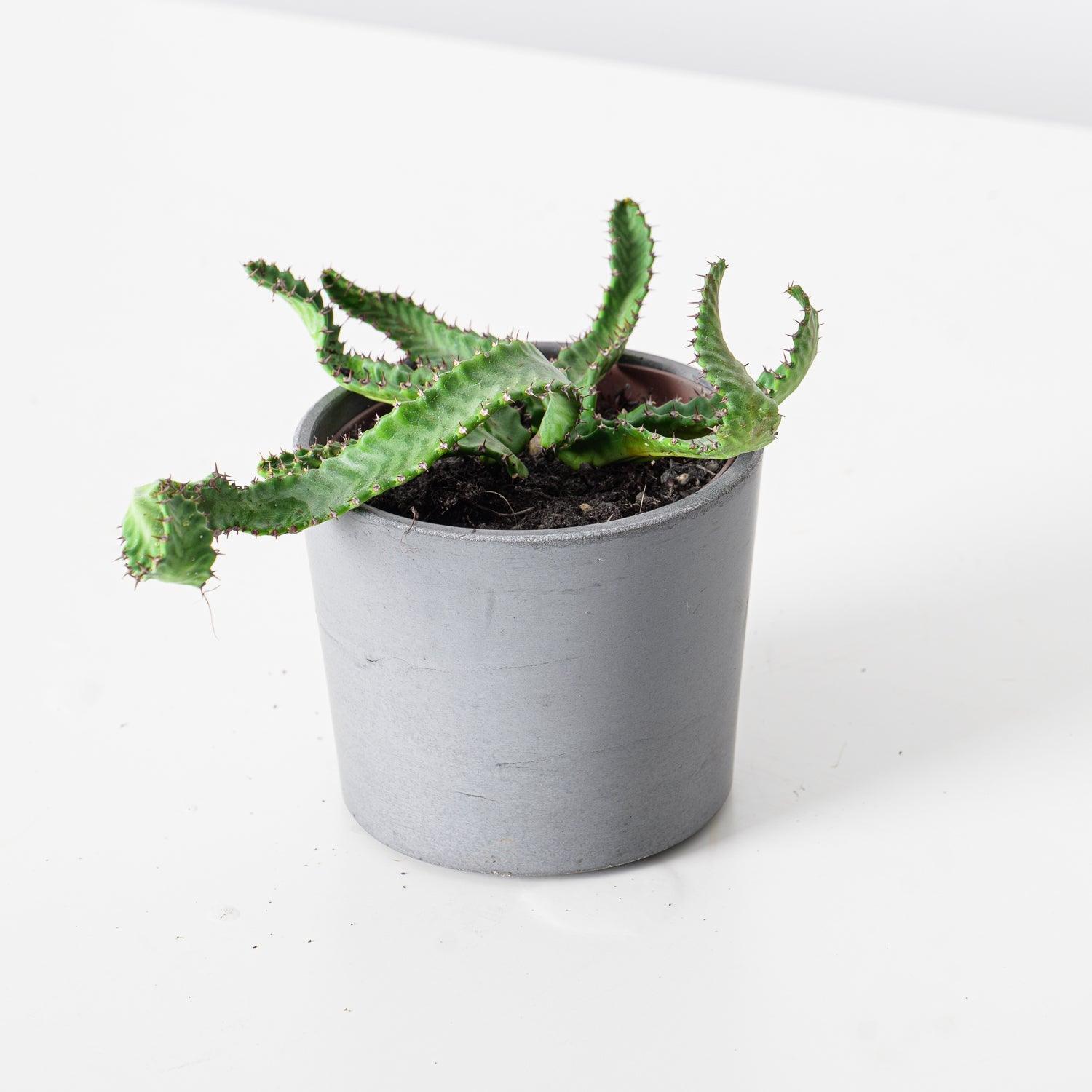 Euphorbia Stellata - Image 2