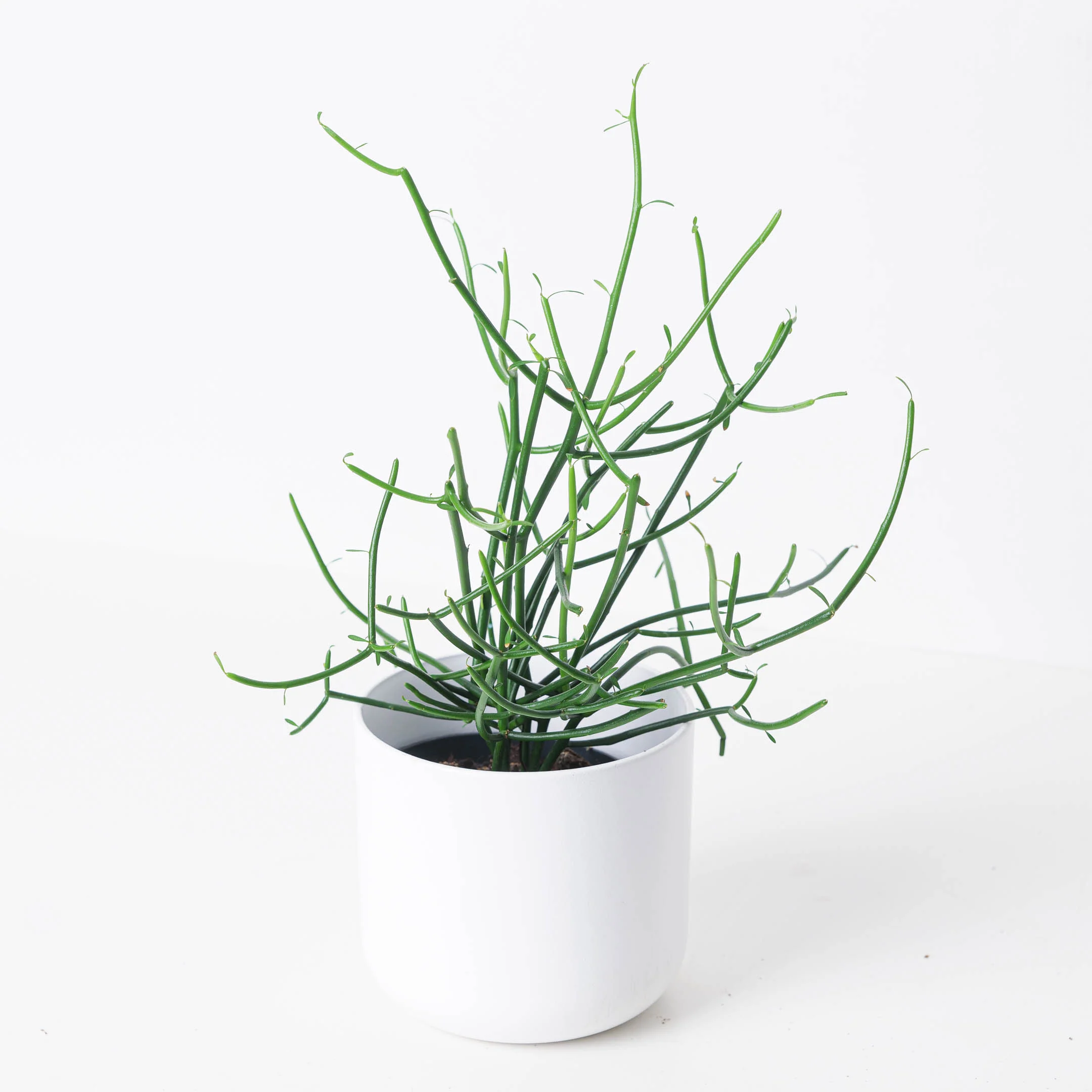 Euphorbia tirucalli