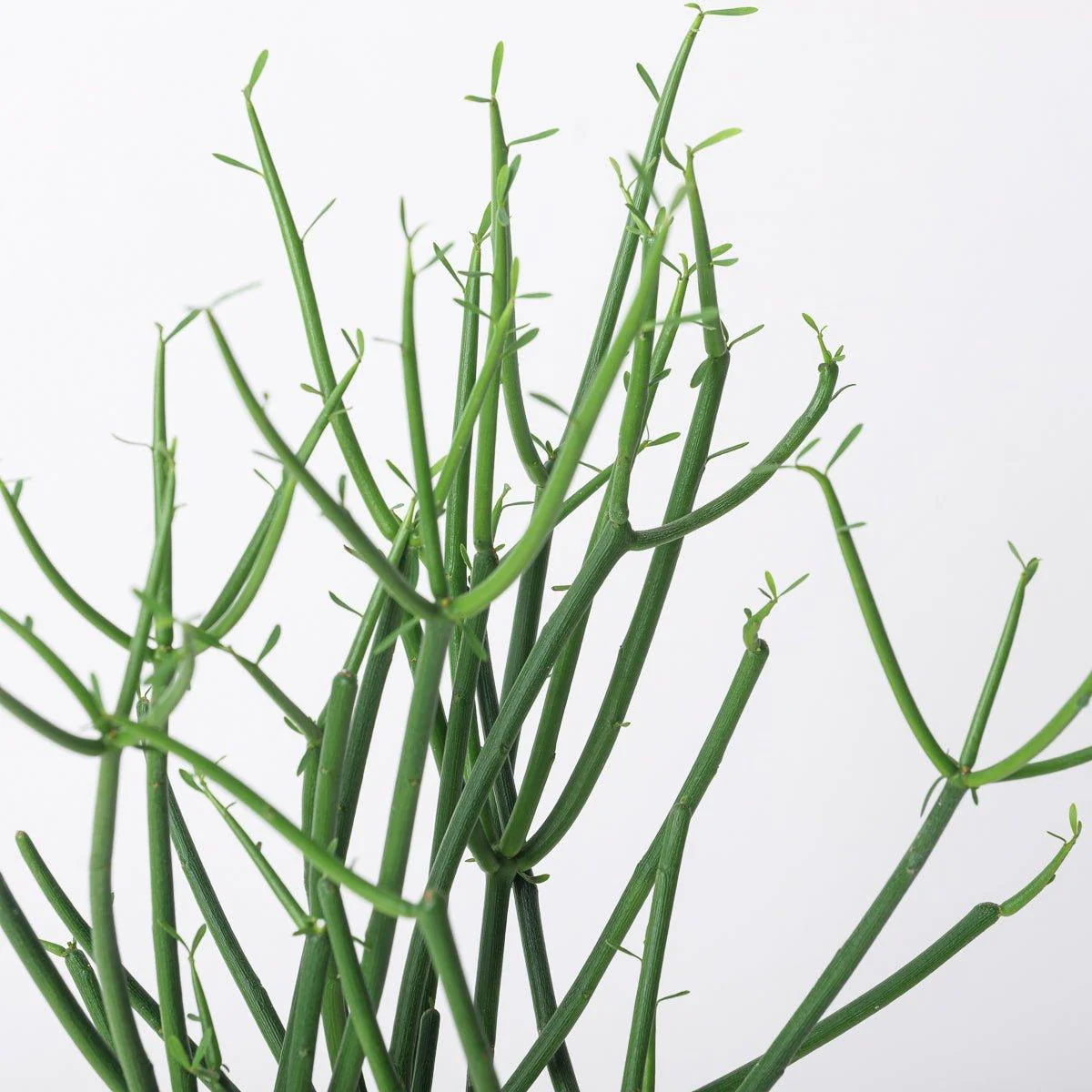 Euphorbia tirucalli - Image 2