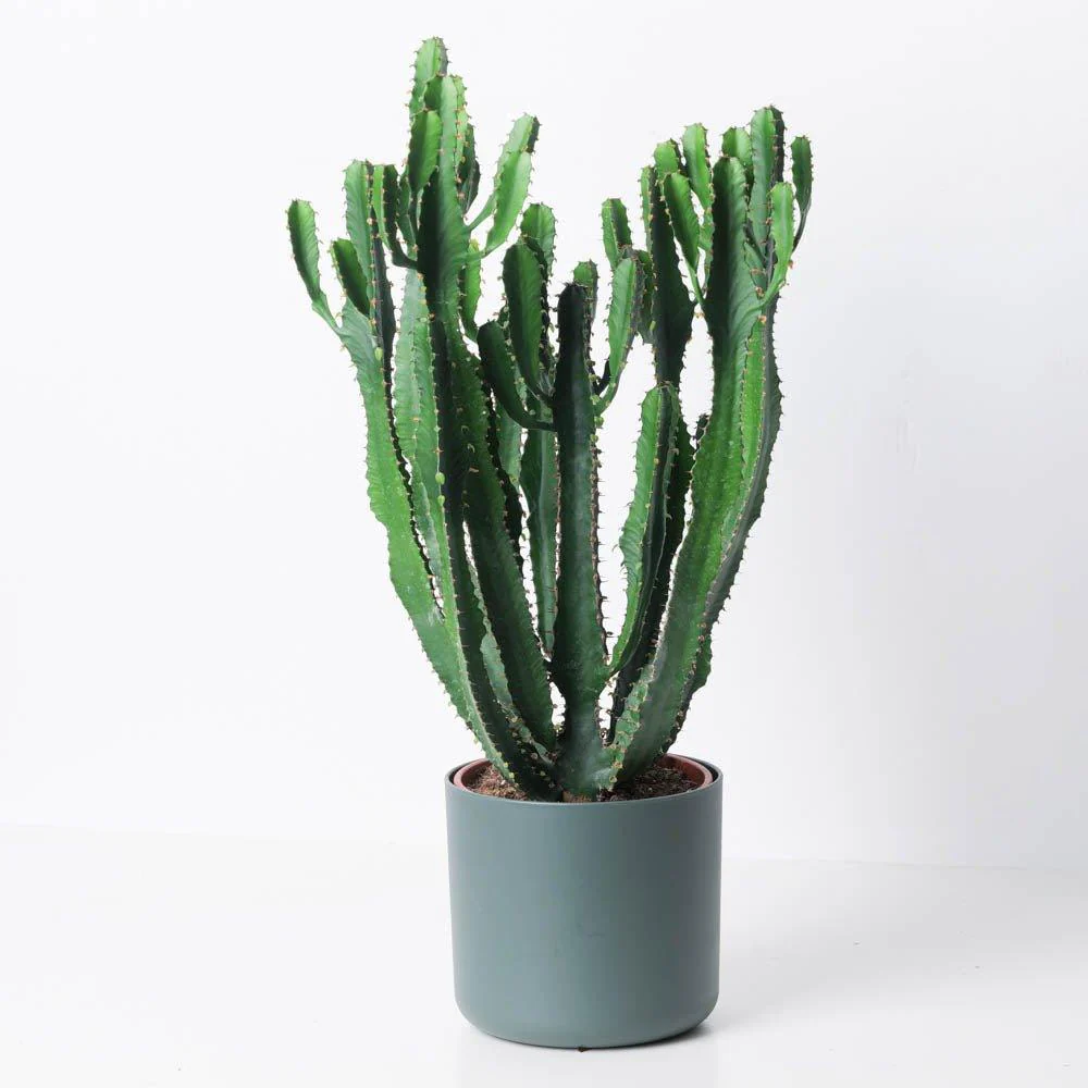 Euphorbia Triangularis