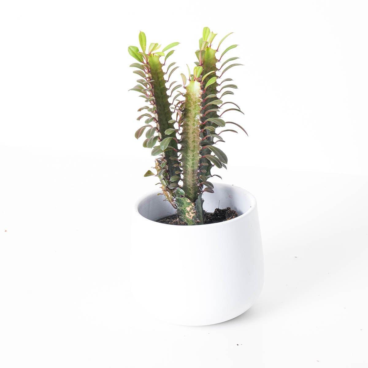 Euphorbia Trigona Rubra | African Milk Tree