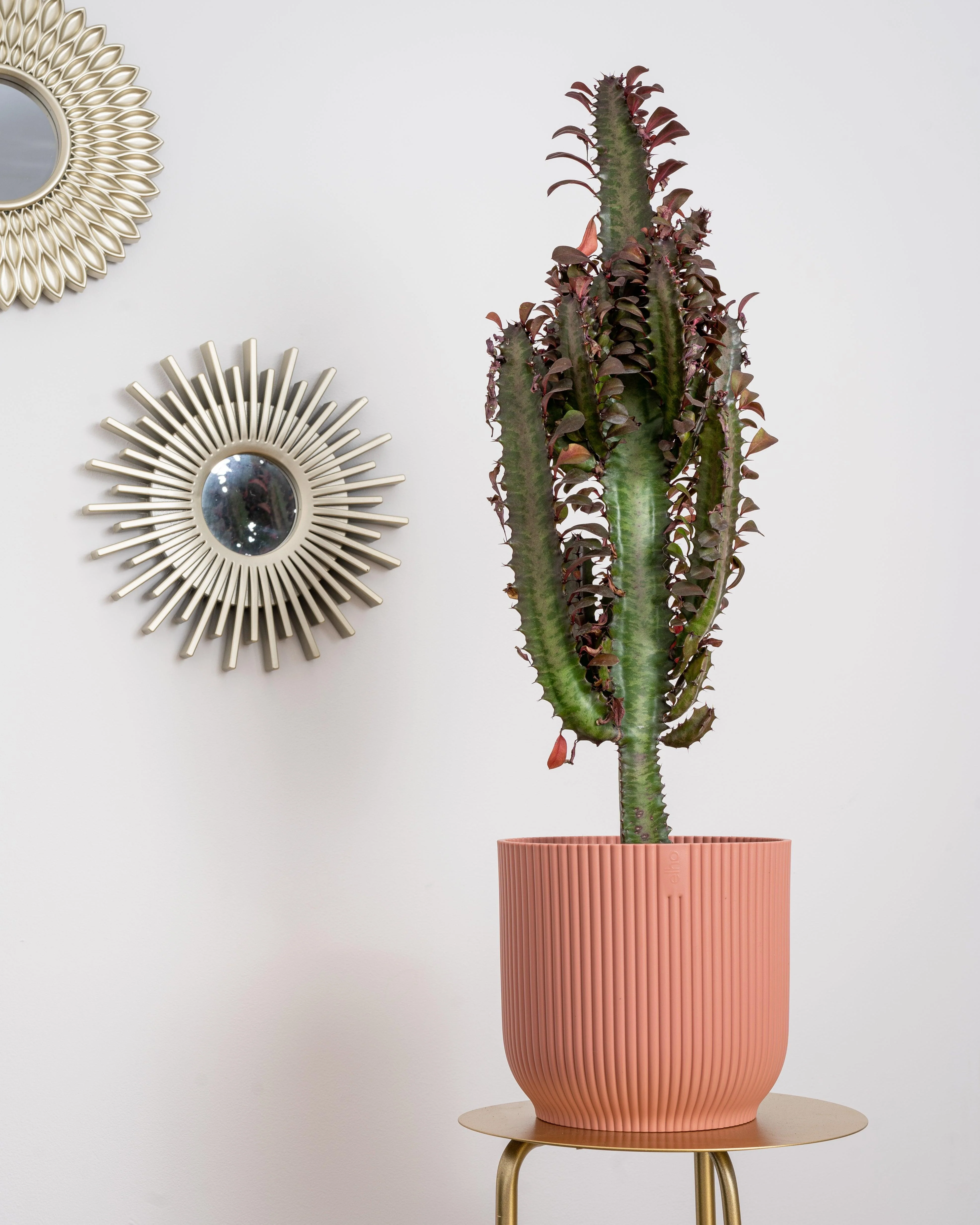 Euphorbia Trigona Rubra | African Milk Tree - Image 2