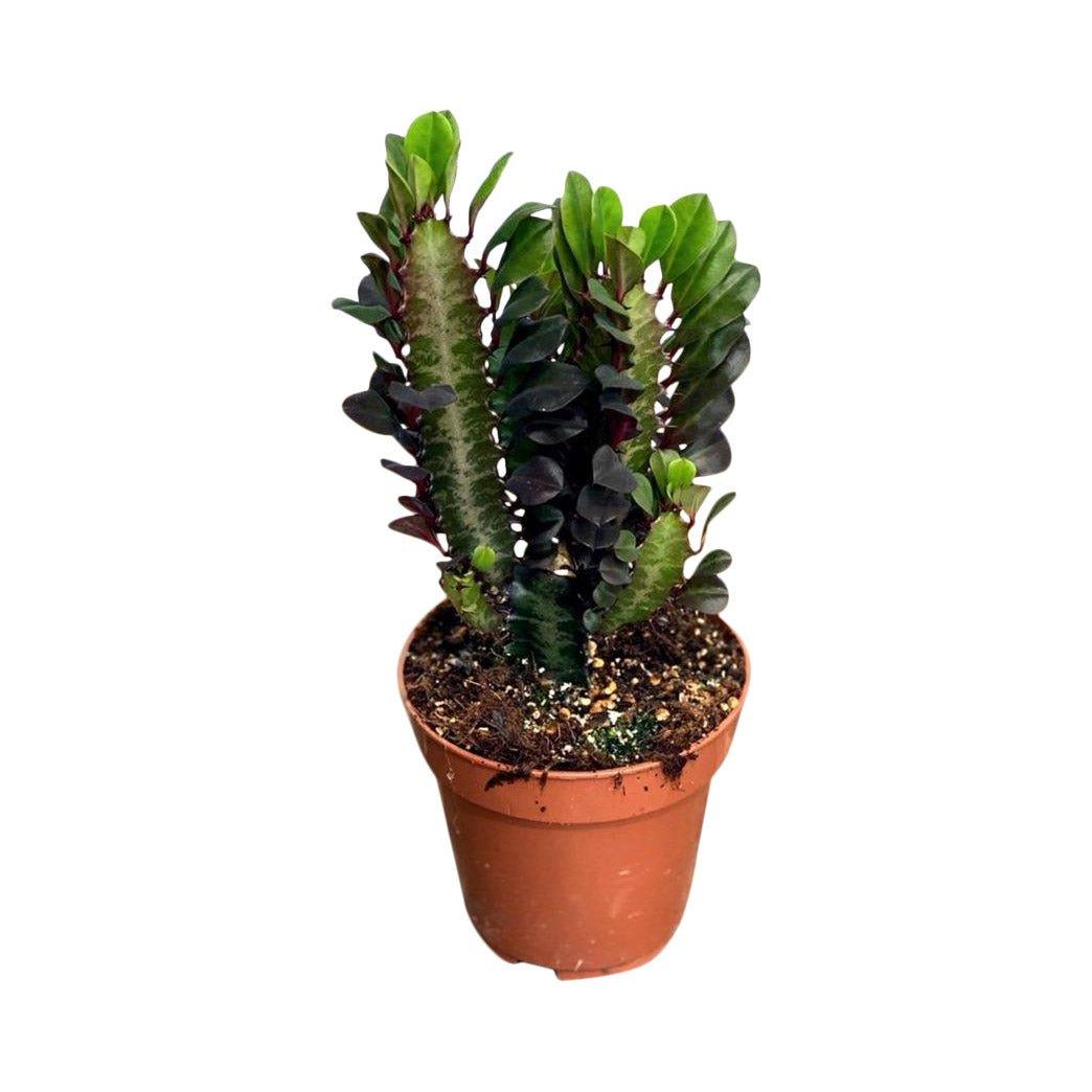 Euphorbia Trigona Rubra | African Milk Tree - Image 3