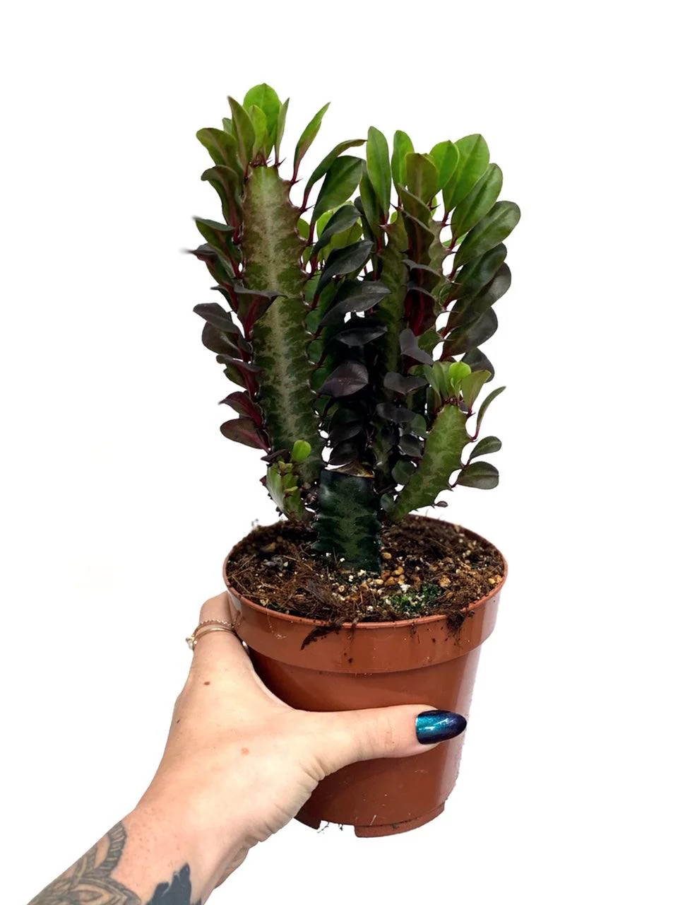 Euphorbia Trigona Rubra | African Milk Tree - Image 4