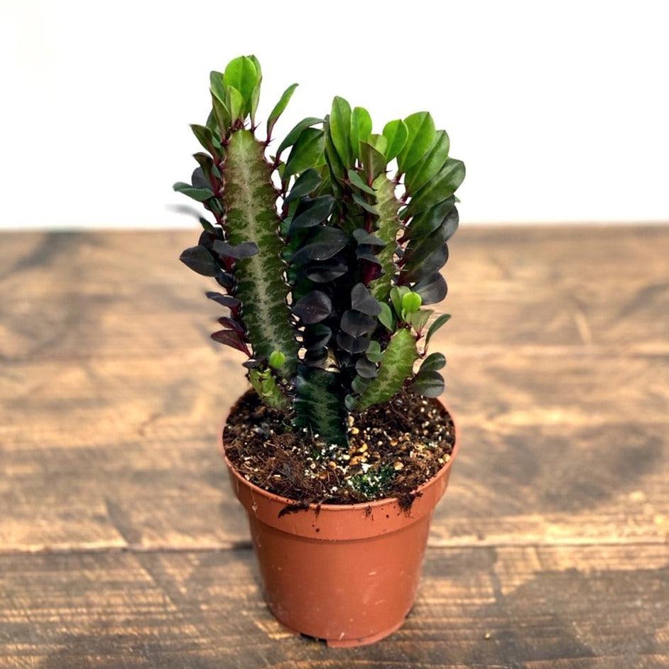 Euphorbia Trigona Rubra | African Milk Tree - Image 5