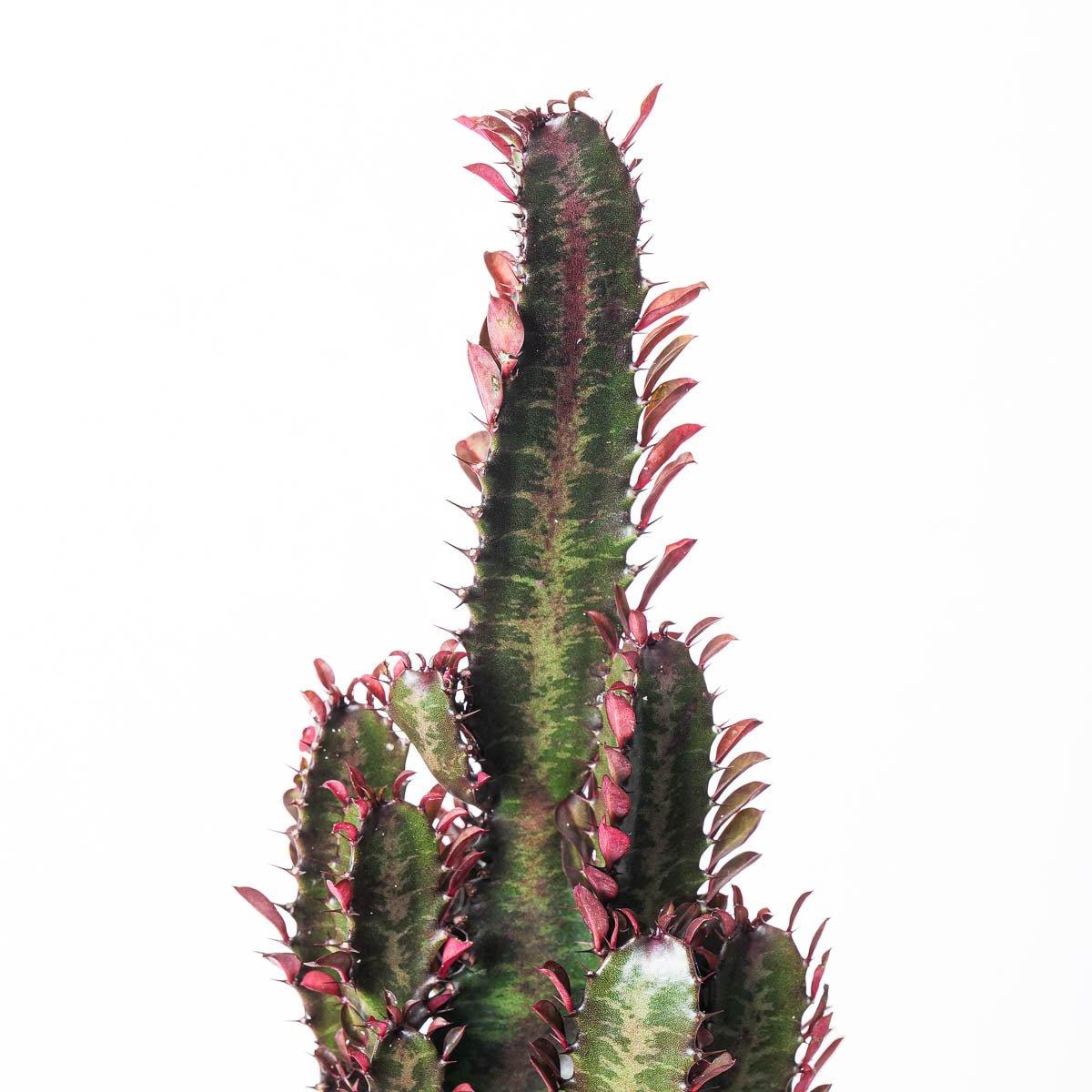 Euphorbia Trigona Rubra | African Milk Tree - Image 6