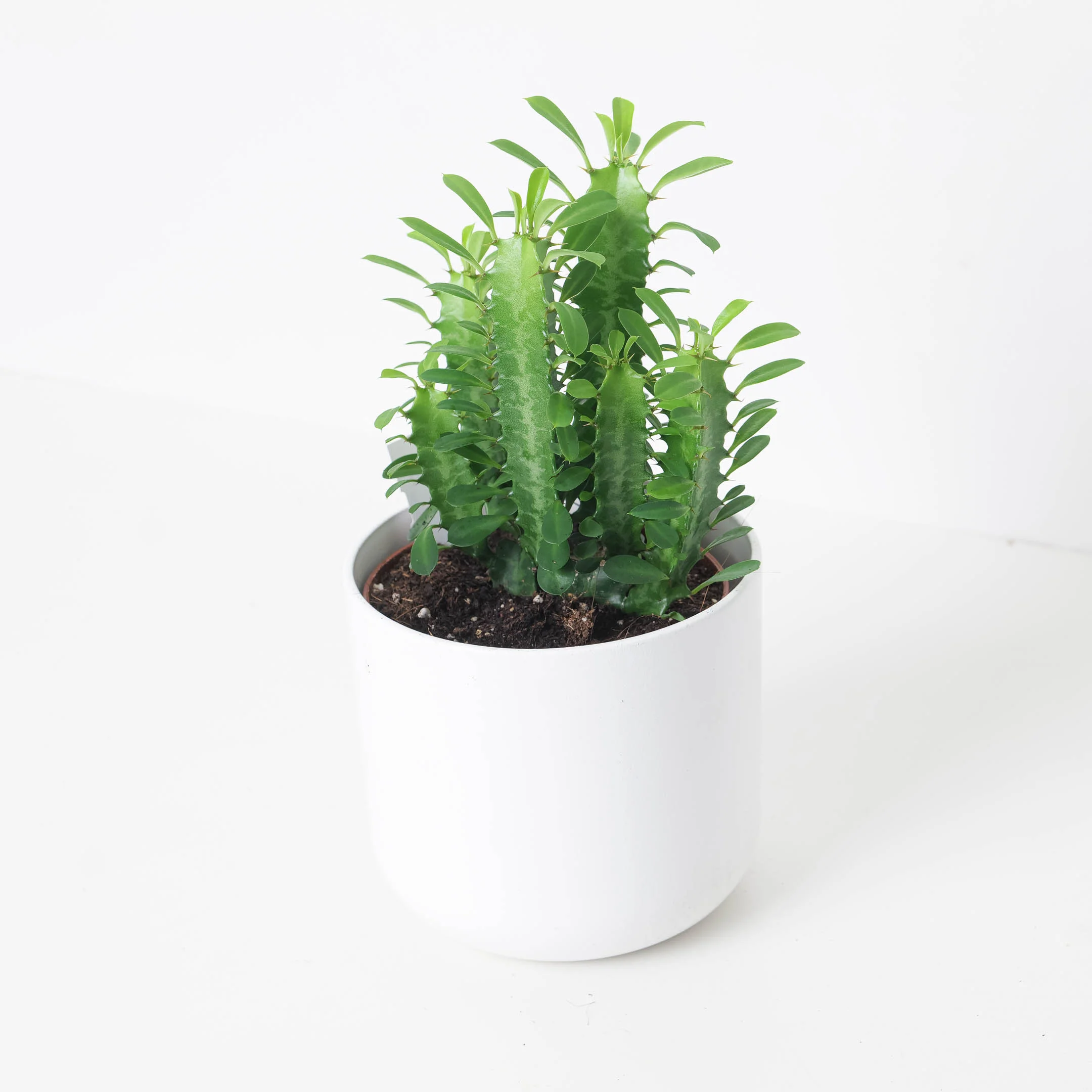 Euphorbia Trigona Green  |  Easy Care House Plant