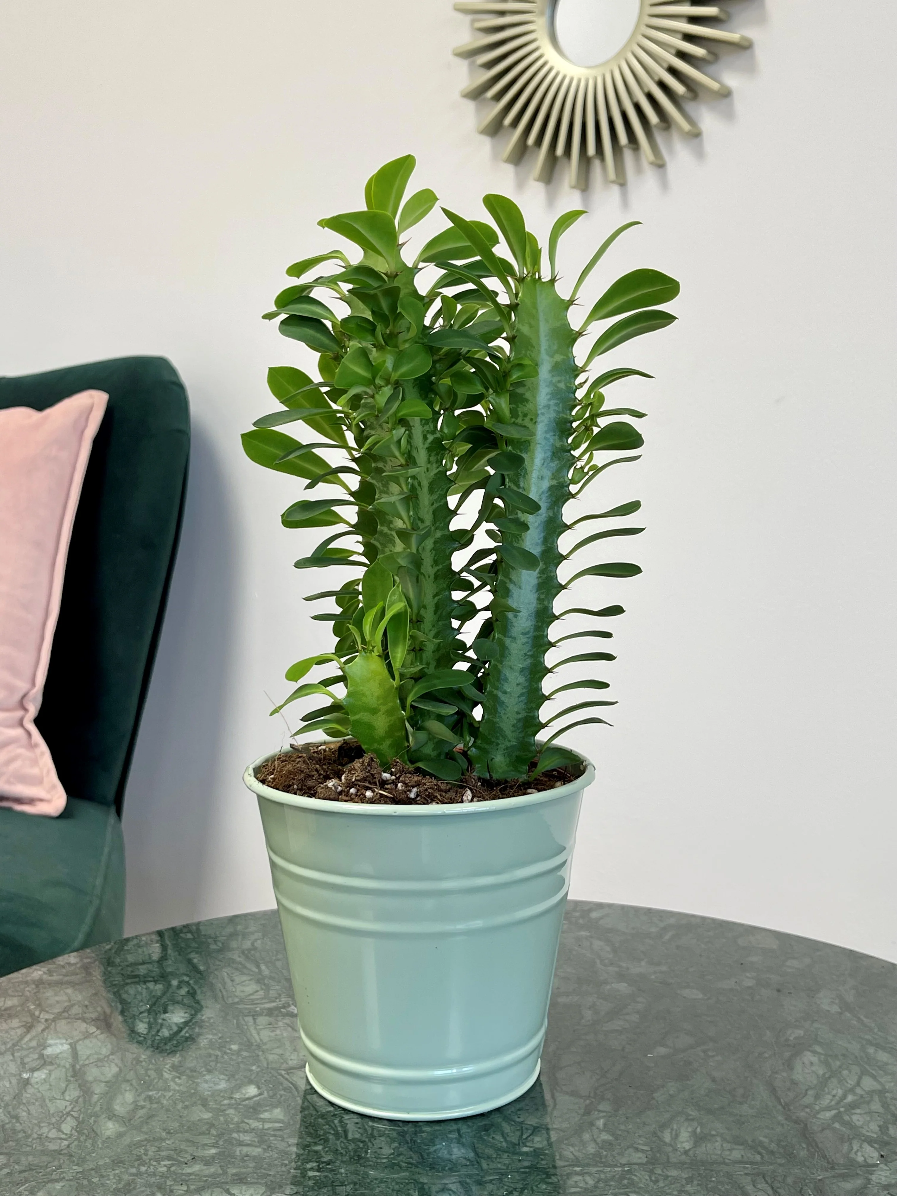 Euphorbia Trigona Green  |  Easy Care House Plant - Image 2