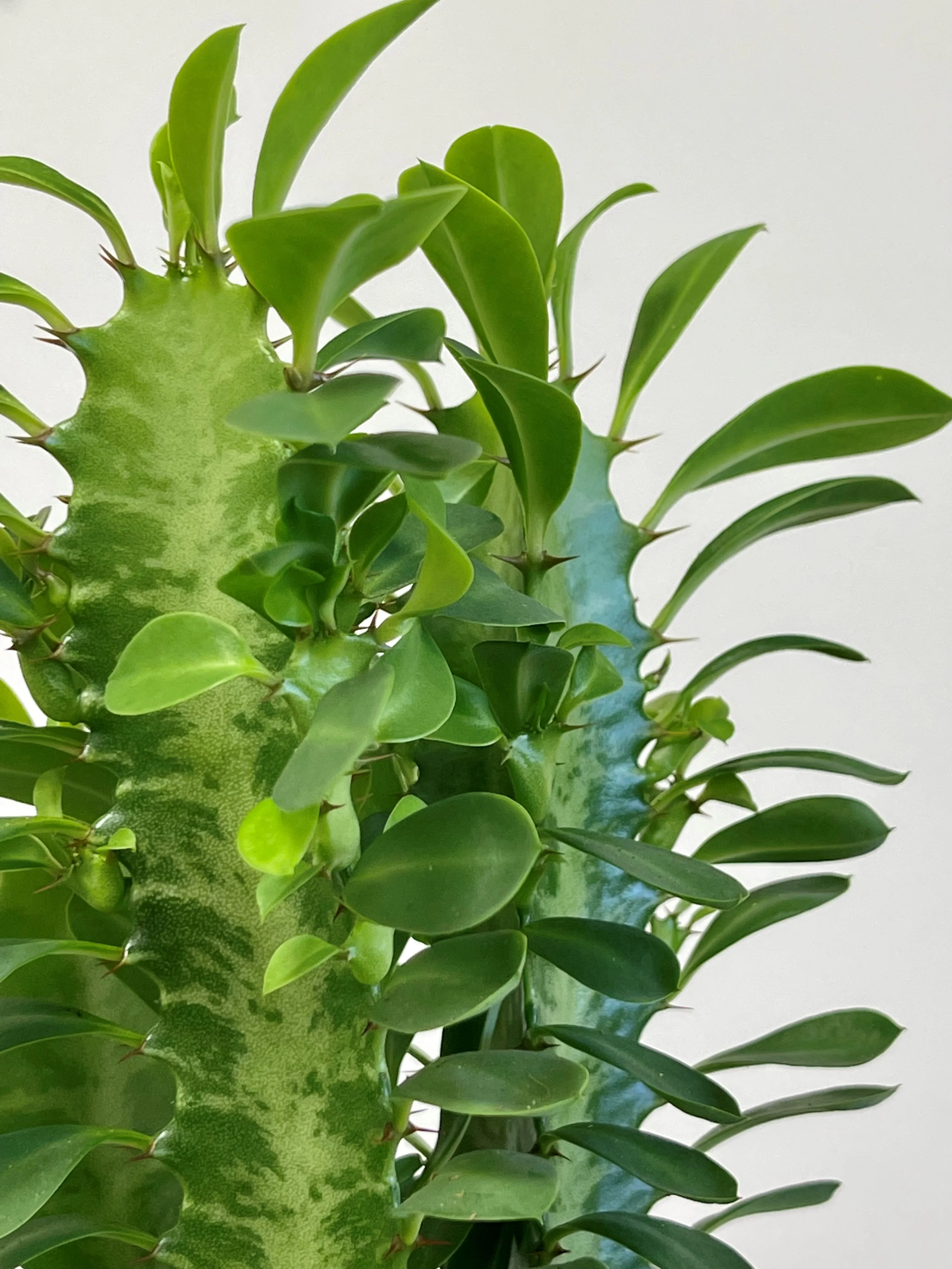 Euphorbia Trigona Green  |  Easy Care House Plant - Image 3