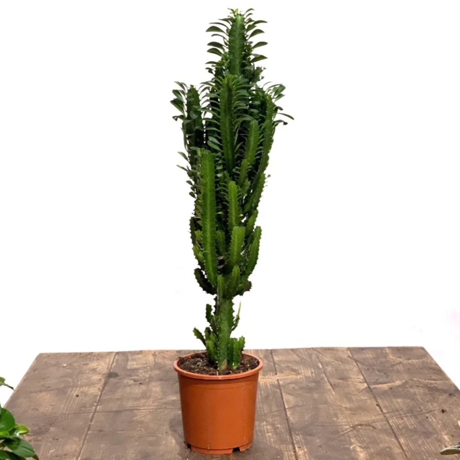 Euphorbia Trigona Green  |  Easy Care House Plant - Image 4