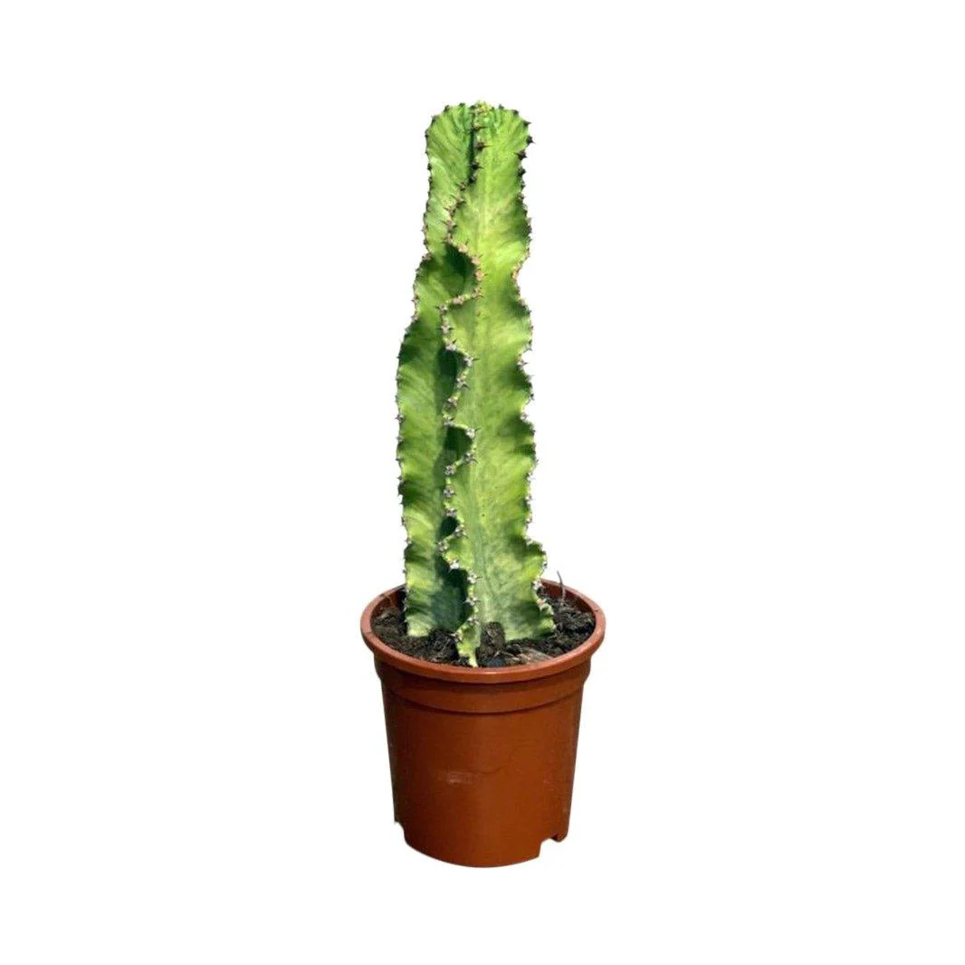 Euphorbia Variegated | 17cm Pot | Height: 50cm | Easy Care House Plant - Image 2
