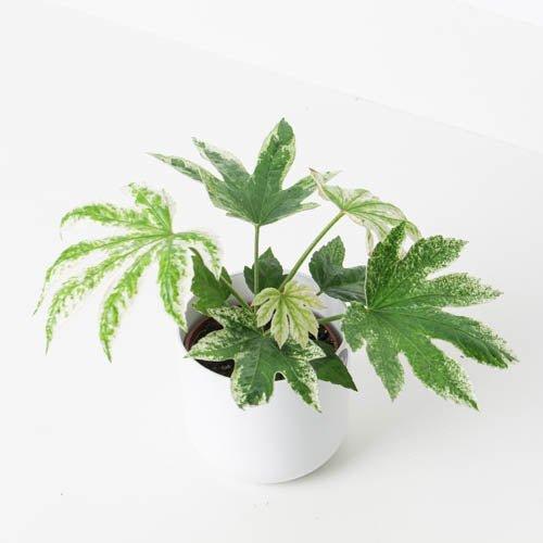 Fatsia Japonica 'Spiders Web'
