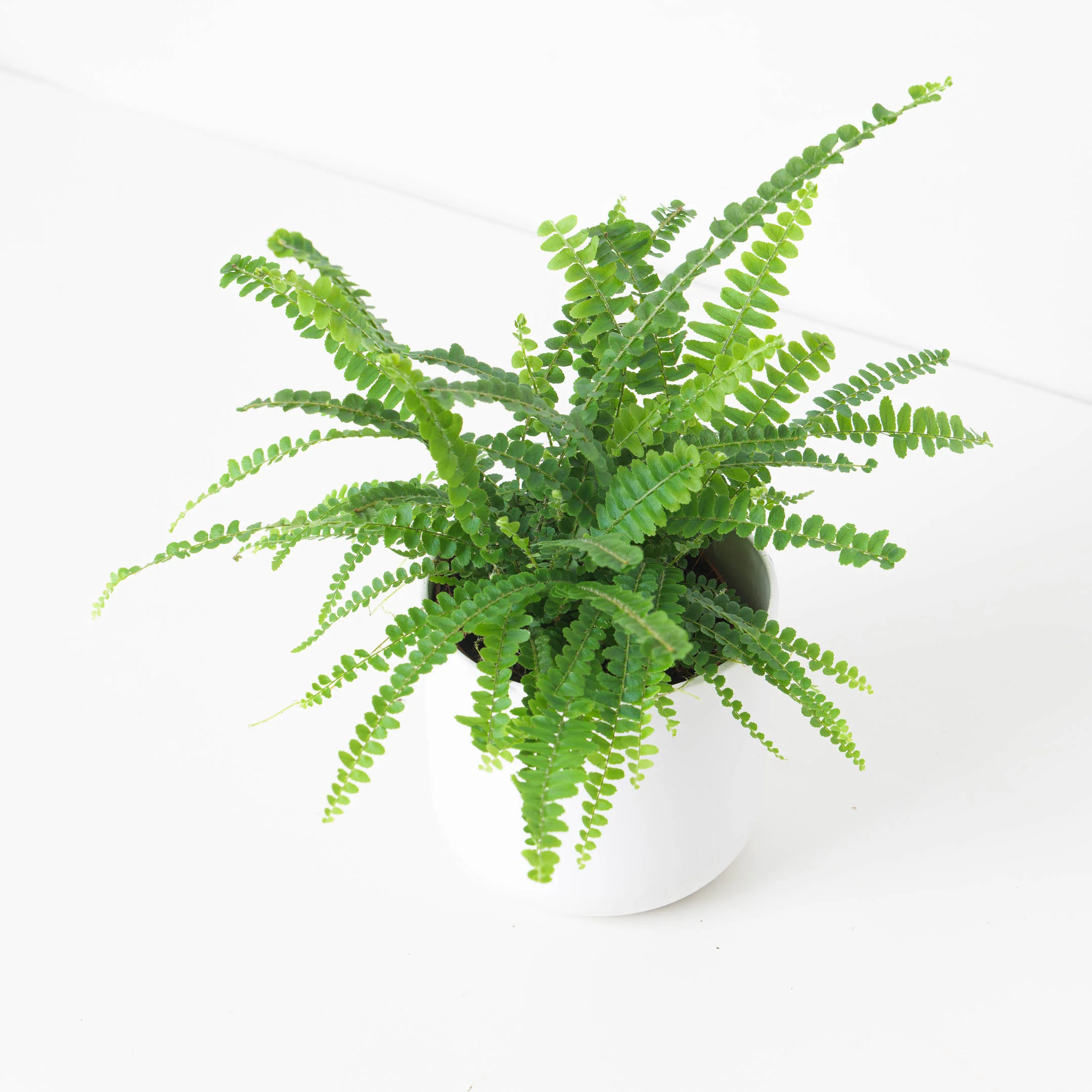 Fern Bundle - Image 4