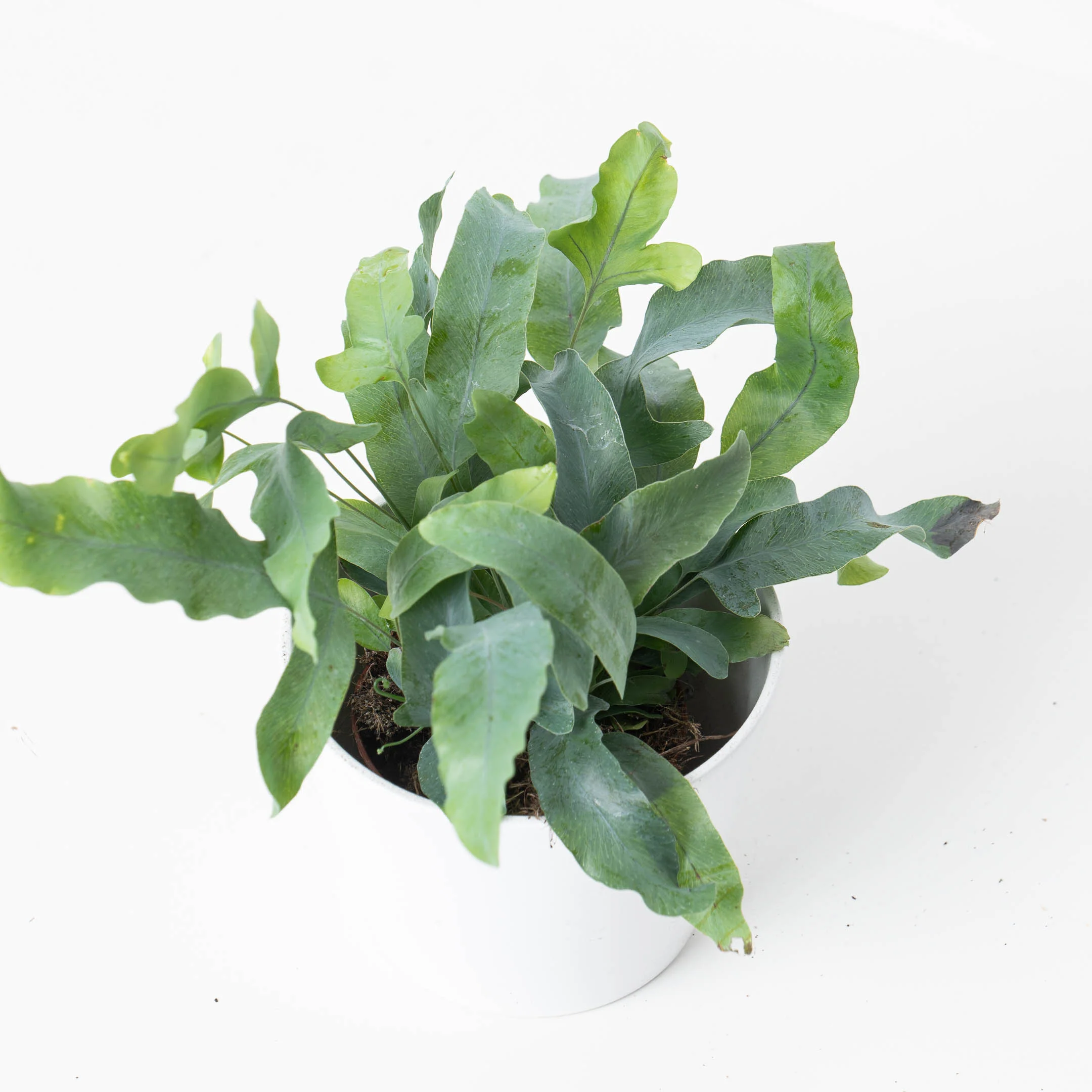 Fern Bundle - Image 5