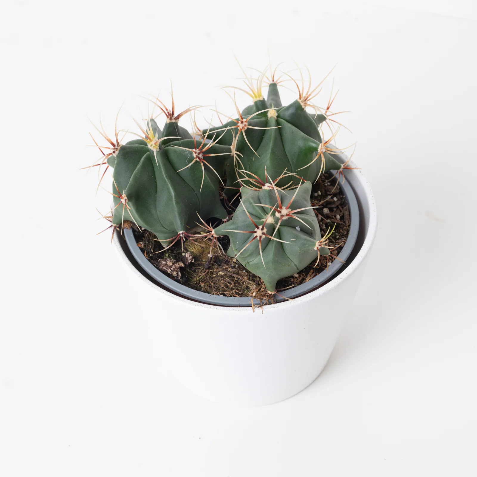 Ferocactus histrix