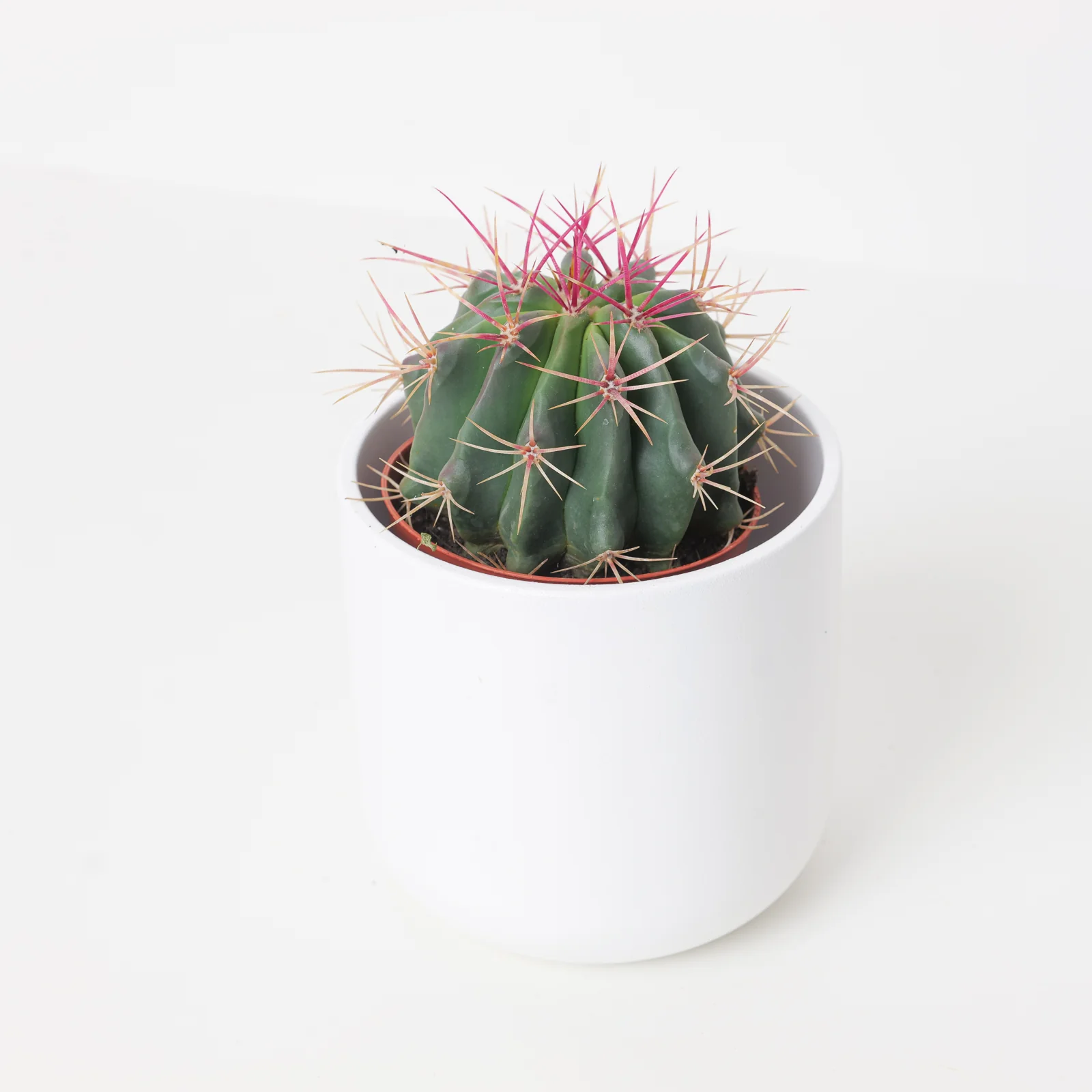 Ferocactus stainesii