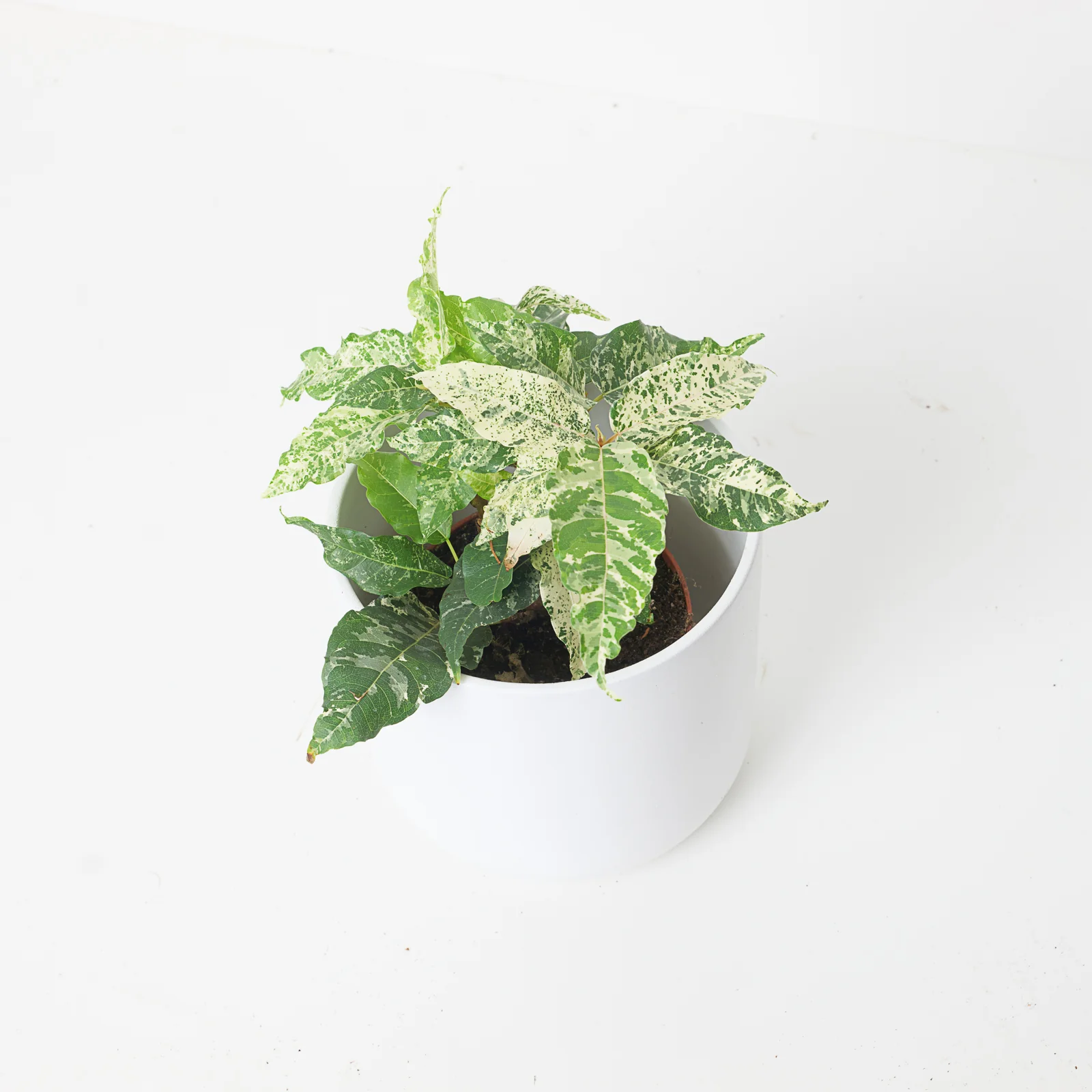 Ficus Aspera Variegated