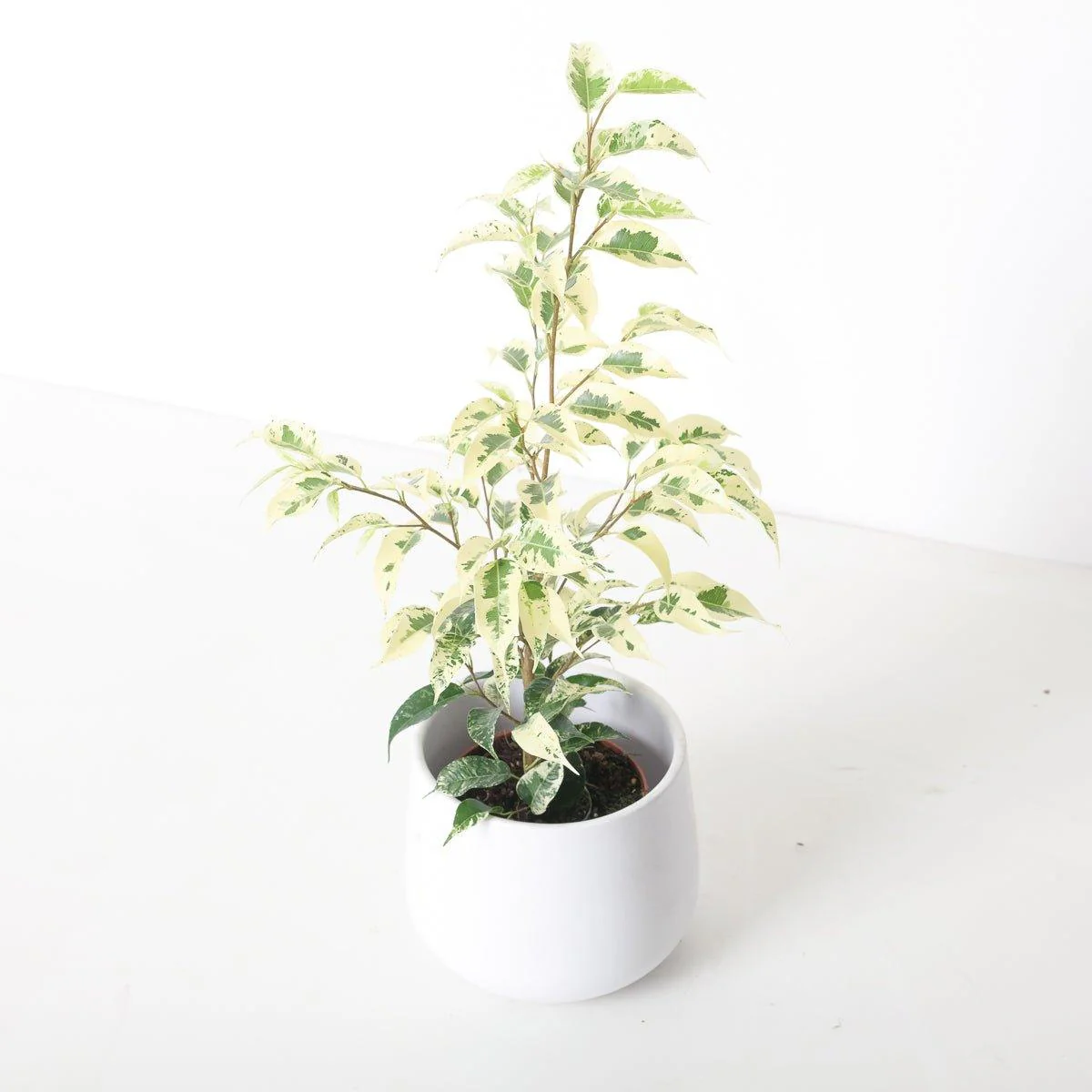 Ficus bejamina 'El Dorado' | Variegated Weeping Fig