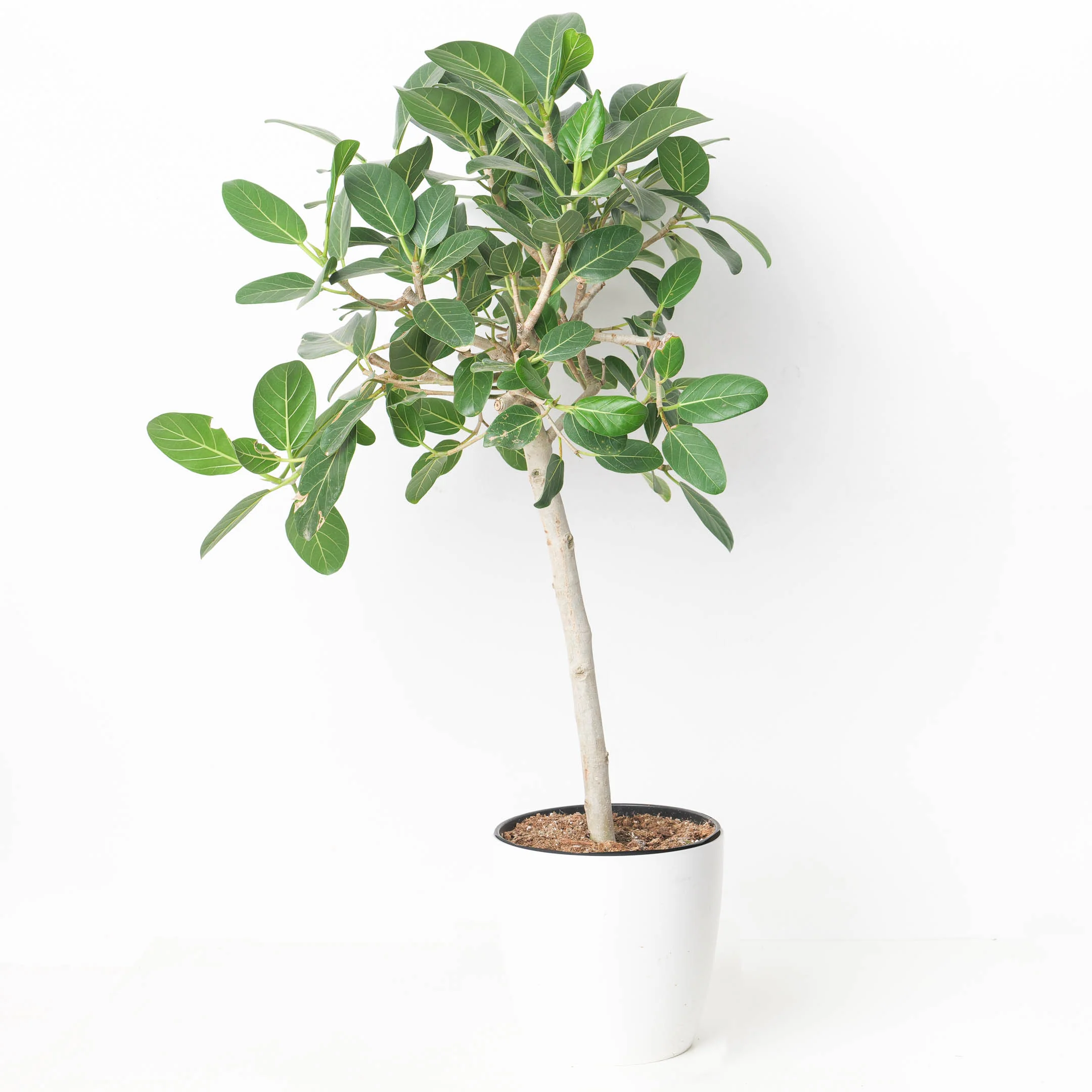 Ficus benghalensis 'Audrey'