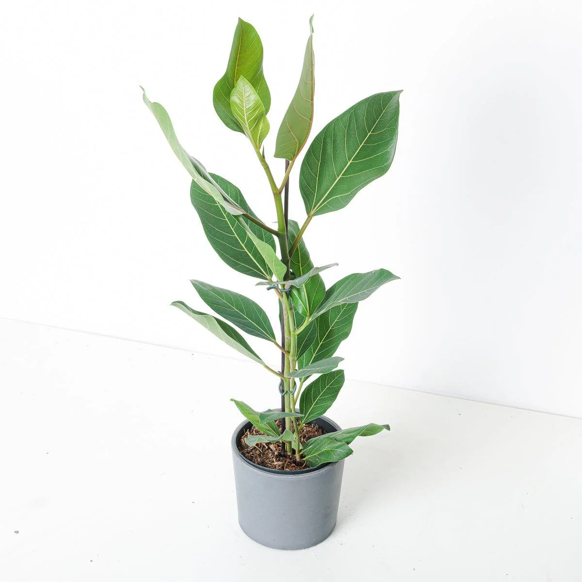 Ficus benghalensis Roy