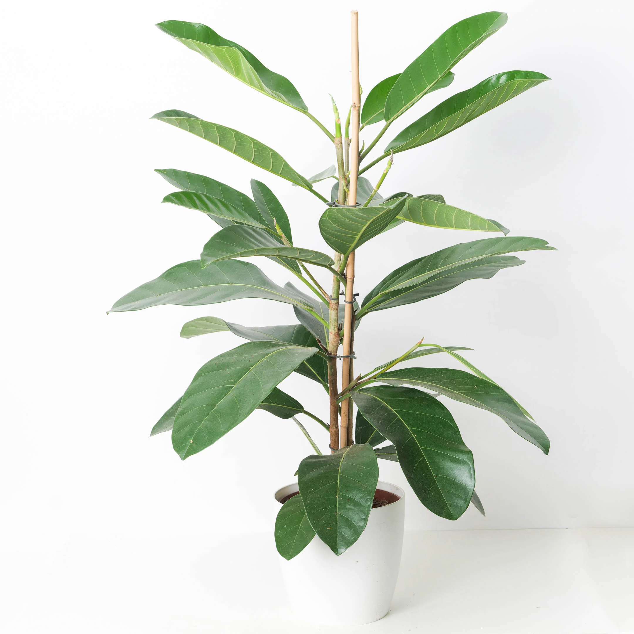Ficus benghalensis Roy - Image 2