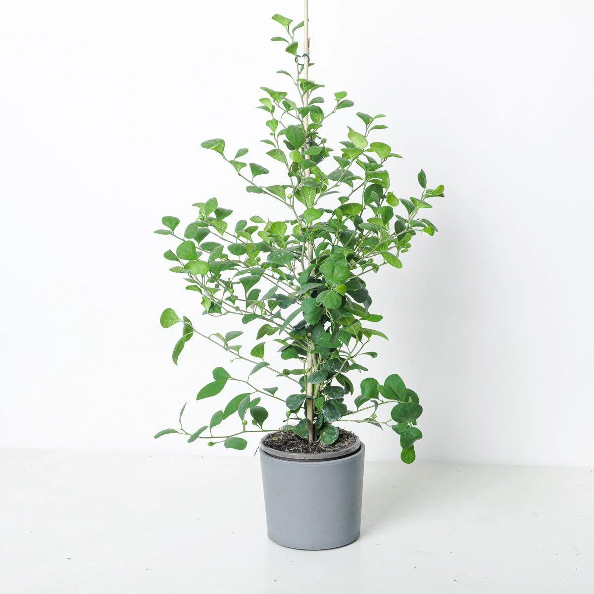 Ficus deltoidea
