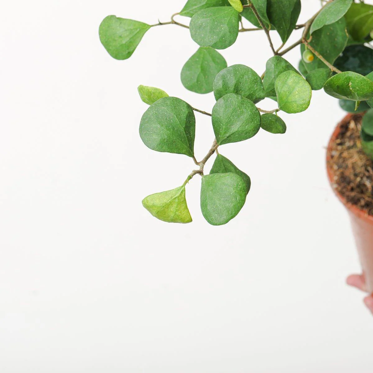 Ficus deltoidea - Image 2