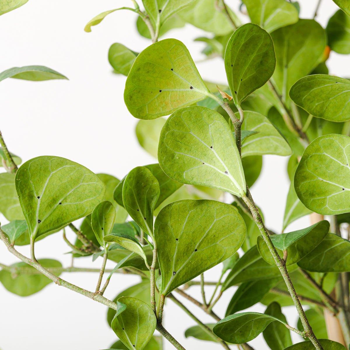Ficus deltoidea - Image 3