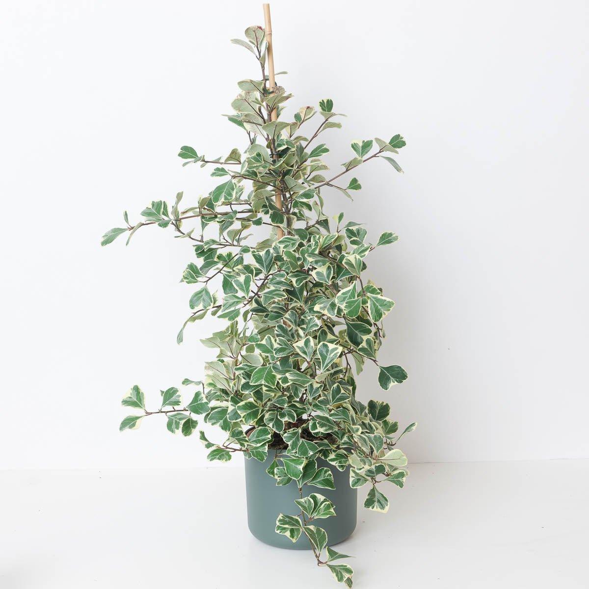 Ficus deltoidea Sweetheart