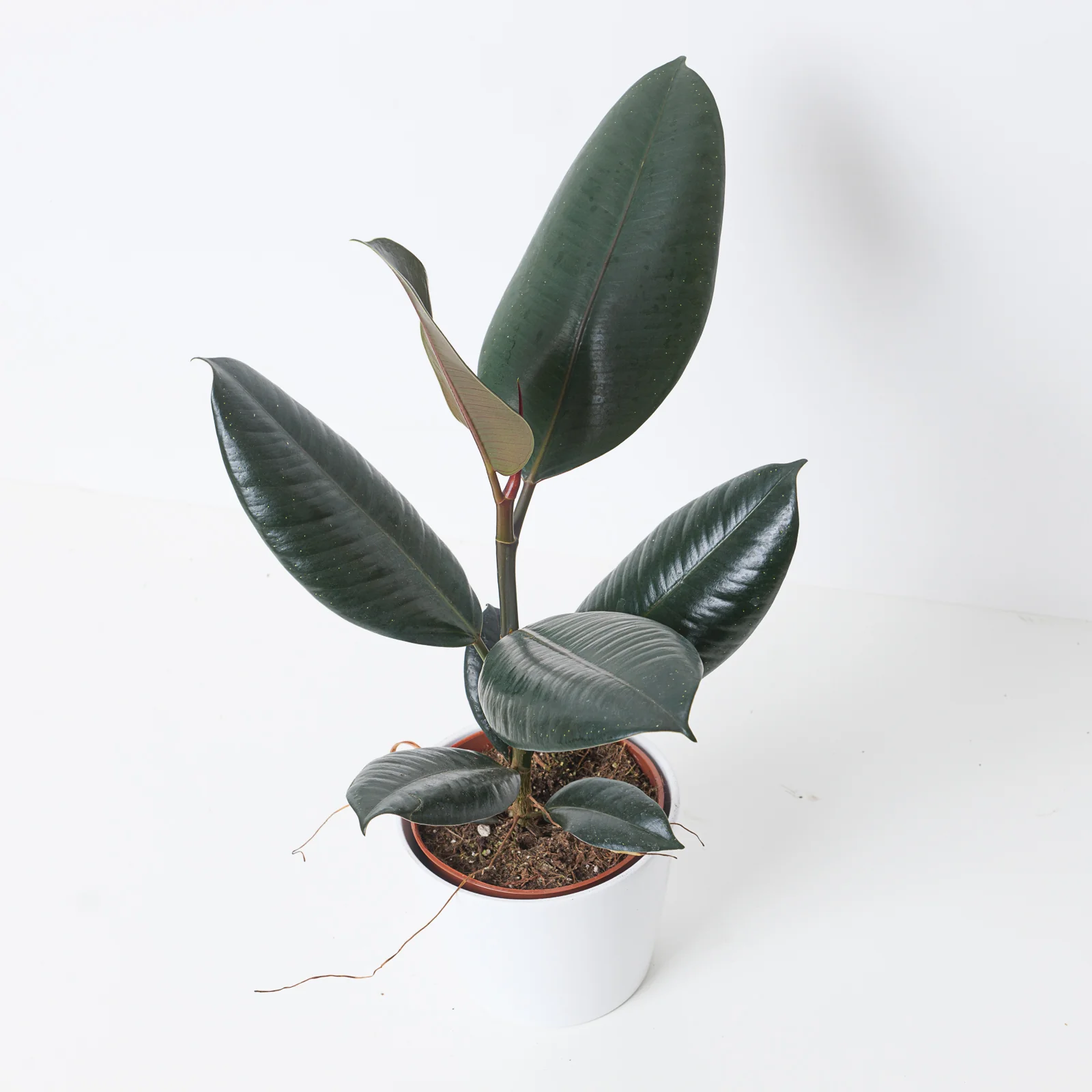 Ficus Elastica Abidjan | Rubber Plant