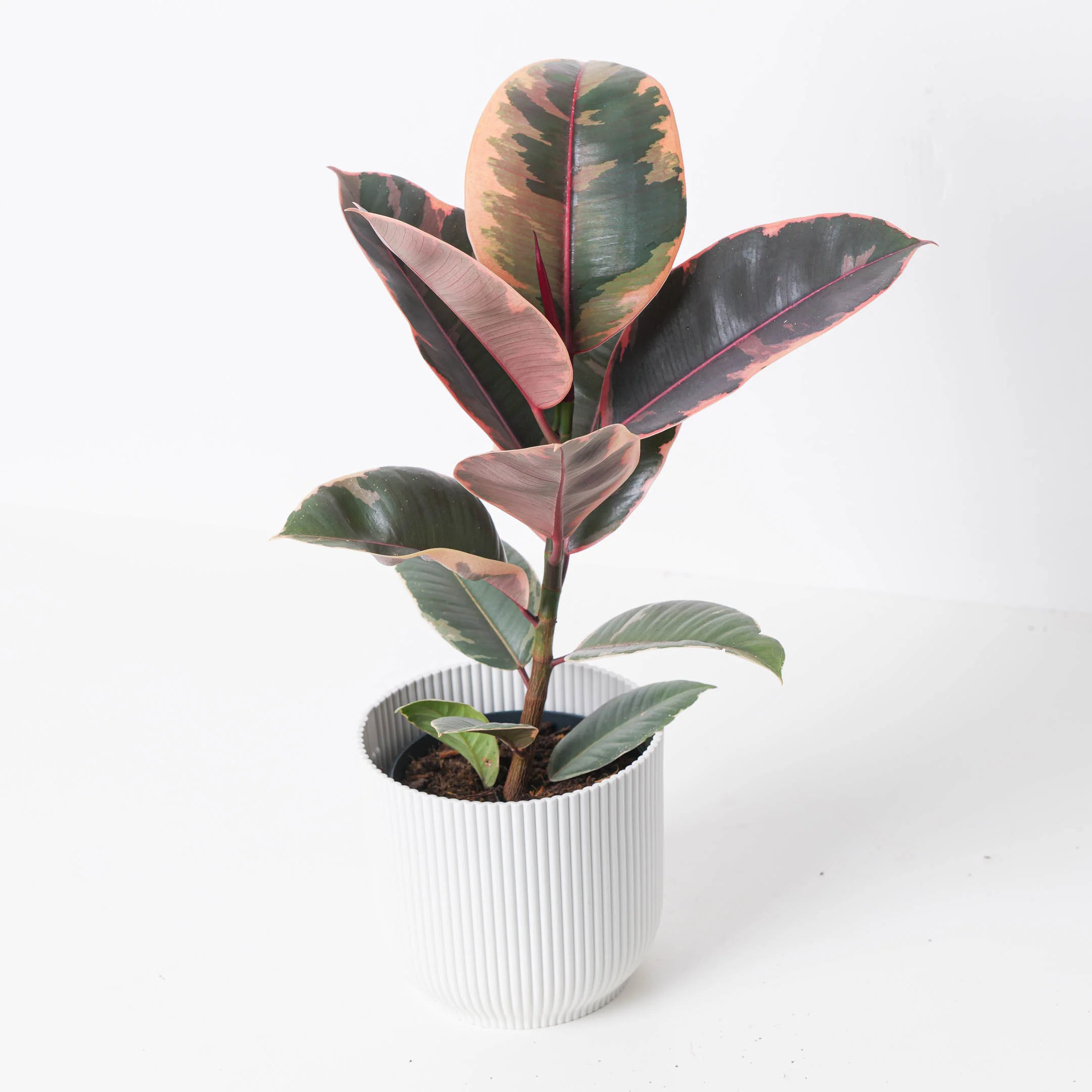 Ficus Elastica Belize Ruby | Rubber Plant
