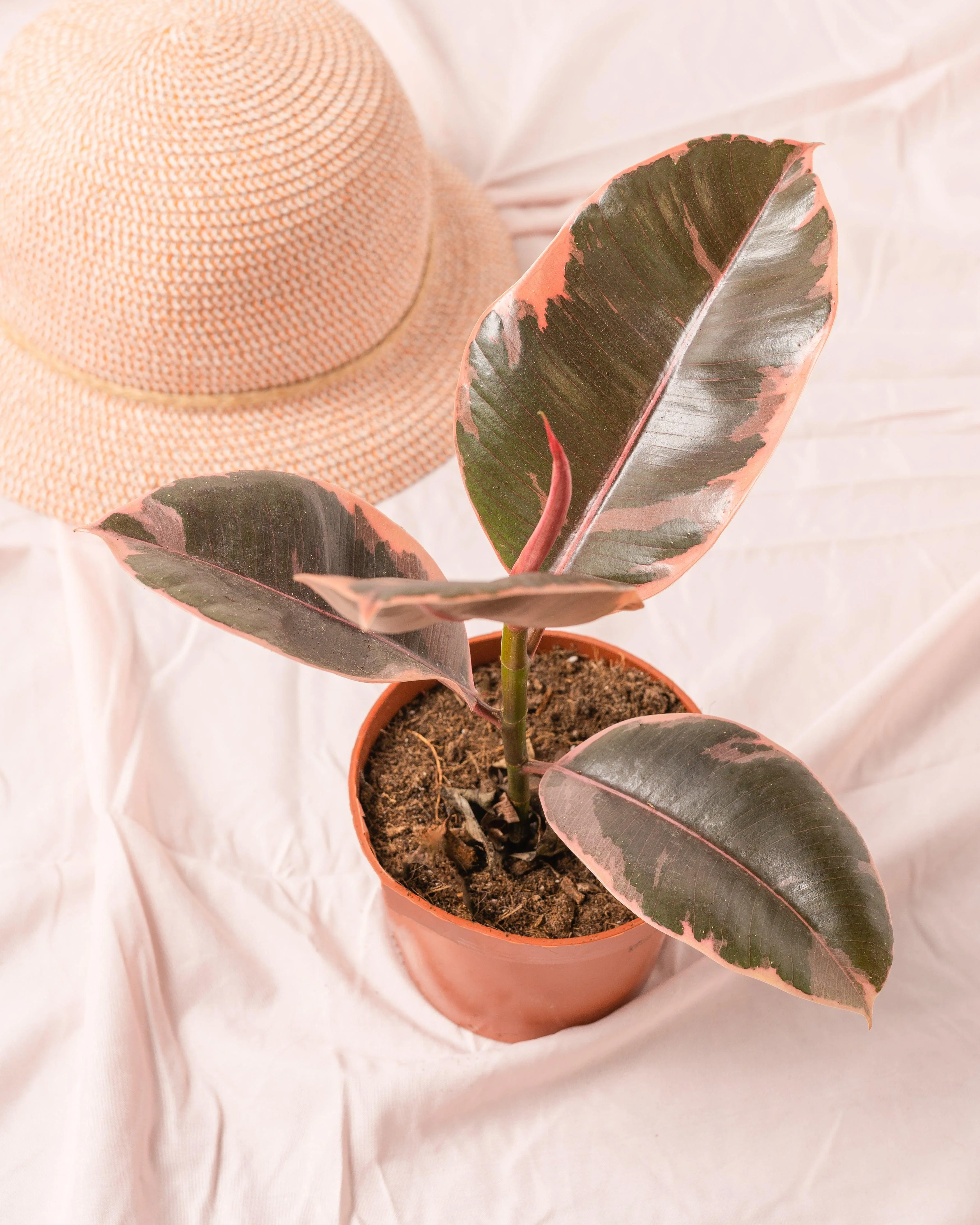 Ficus Elastica Belize Ruby | Rubber Plant - Image 2