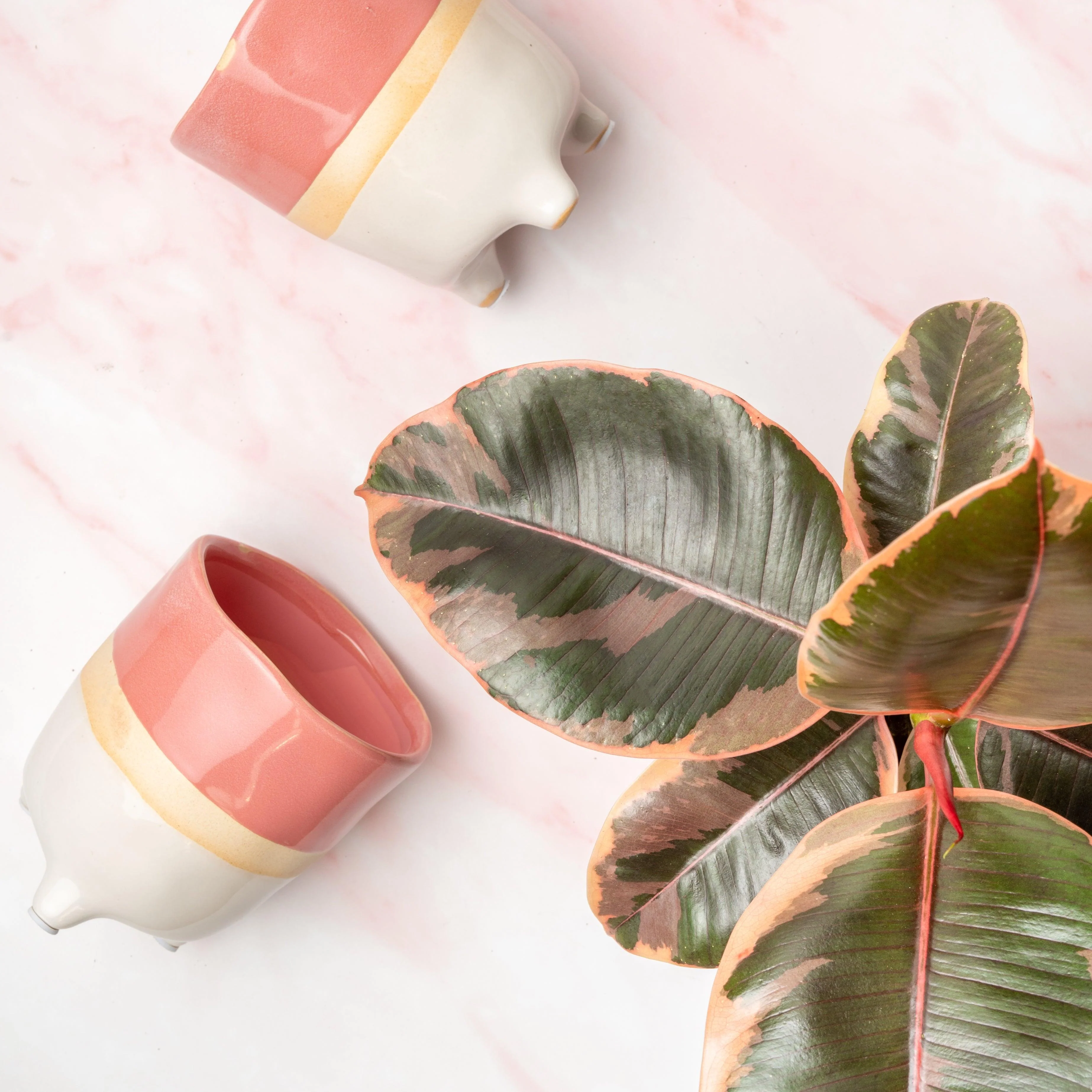 Ficus Elastica Belize Ruby | Rubber Plant - Image 3