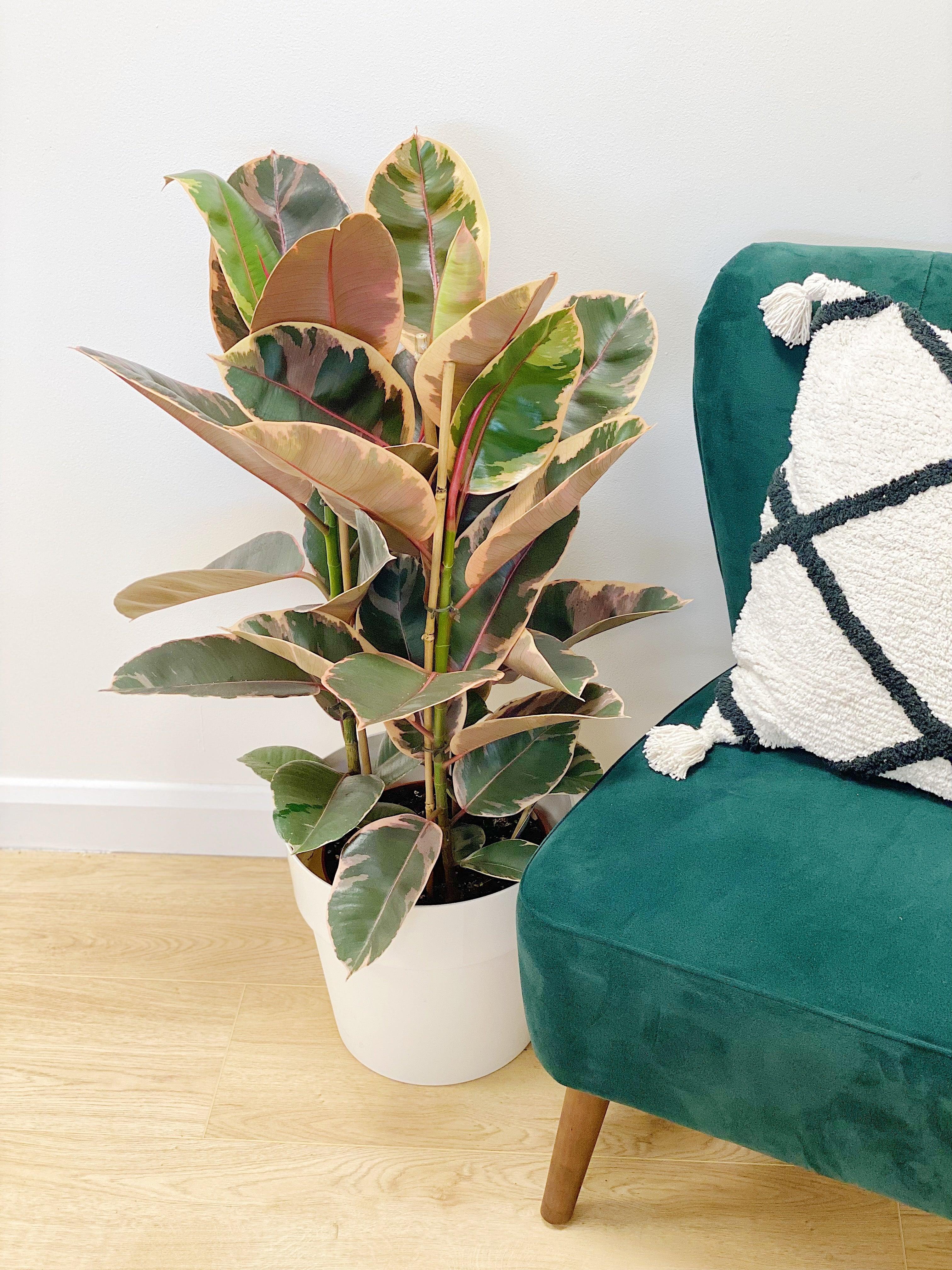 Ficus Elastica Belize Ruby | Rubber Plant - Image 4