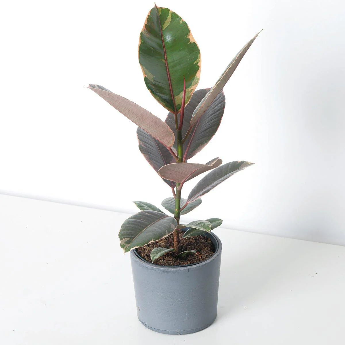 Ficus Elastica Belize Ruby | Rubber Plant - Image 5