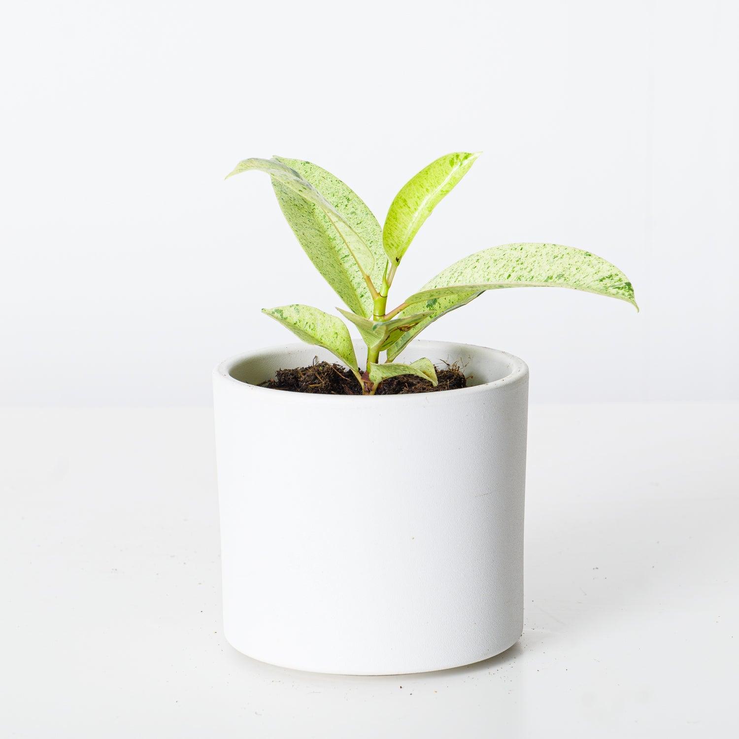 Ficus Shivereana Moonshine | Rubber Plant - Image 3