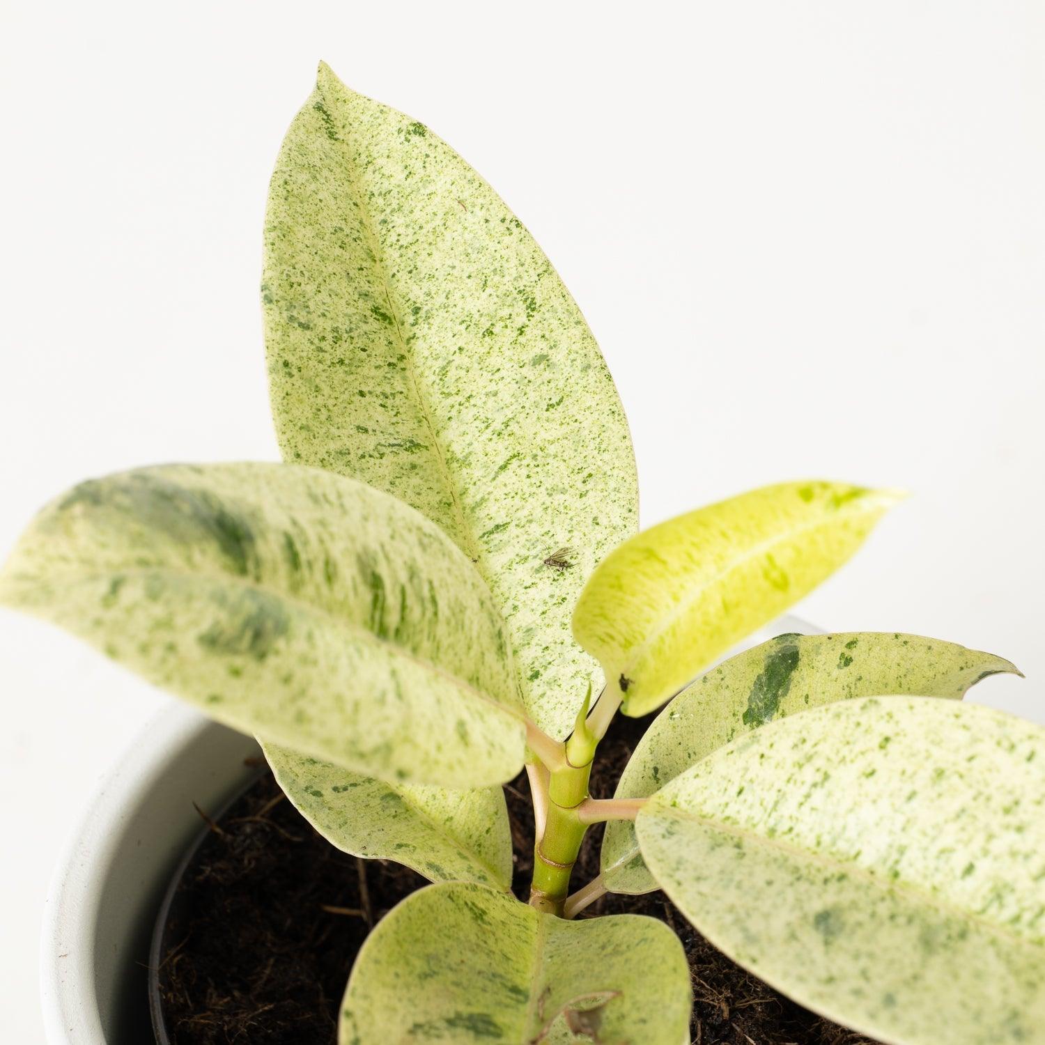 Ficus Shivereana Moonshine | Rubber Plant - Image 4