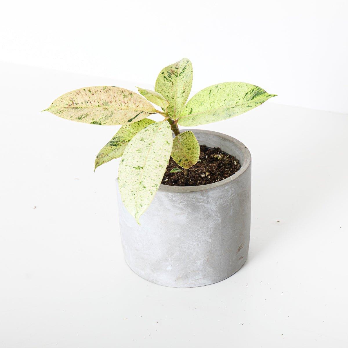 Ficus Shivereana Moonshine | Rubber Plant - Image 5