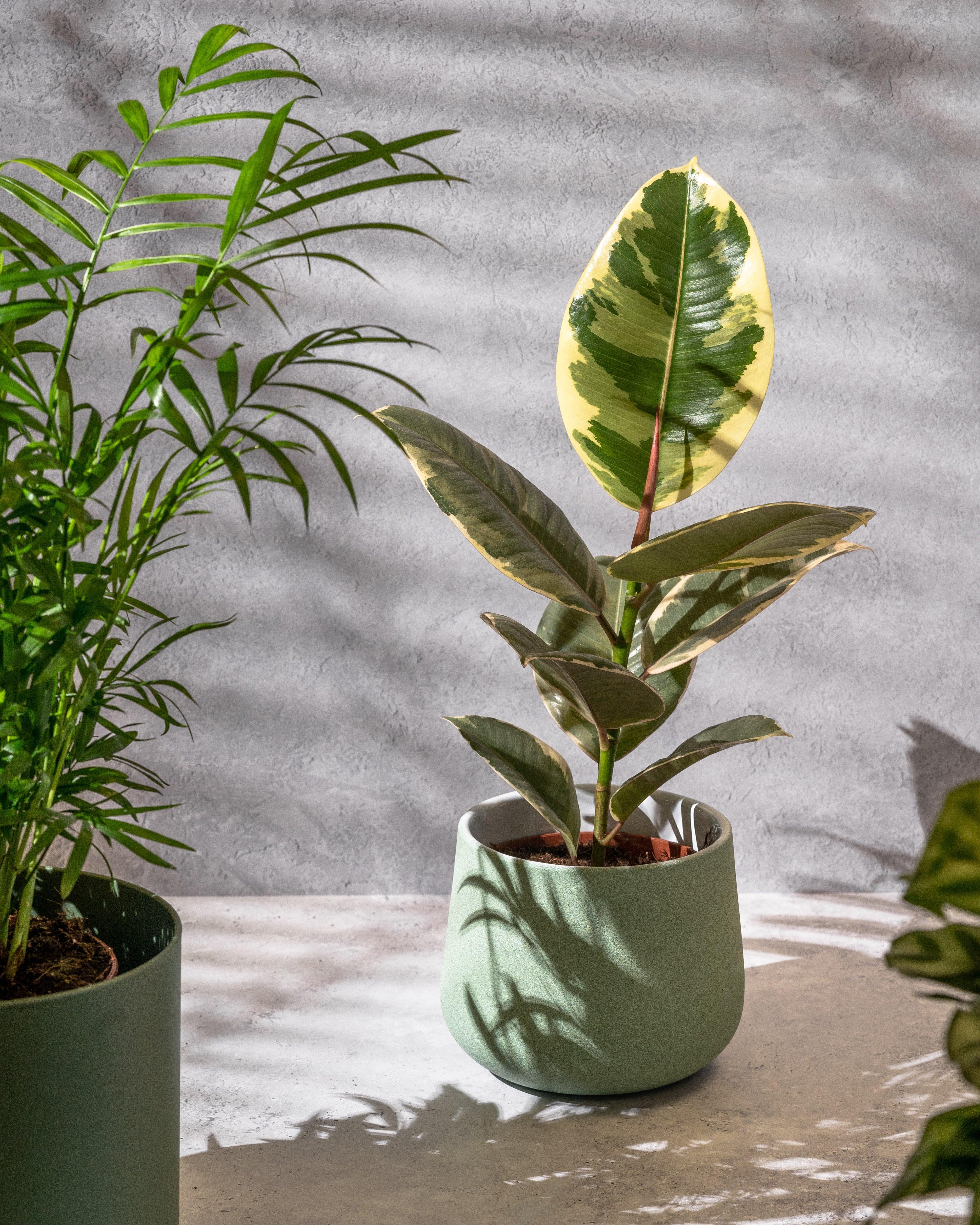 Ficus Elastica Tineke | Rubber Plant