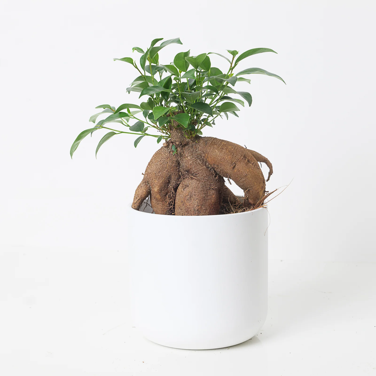 Ficus Ginseng Bonsai | Ficus Retusa