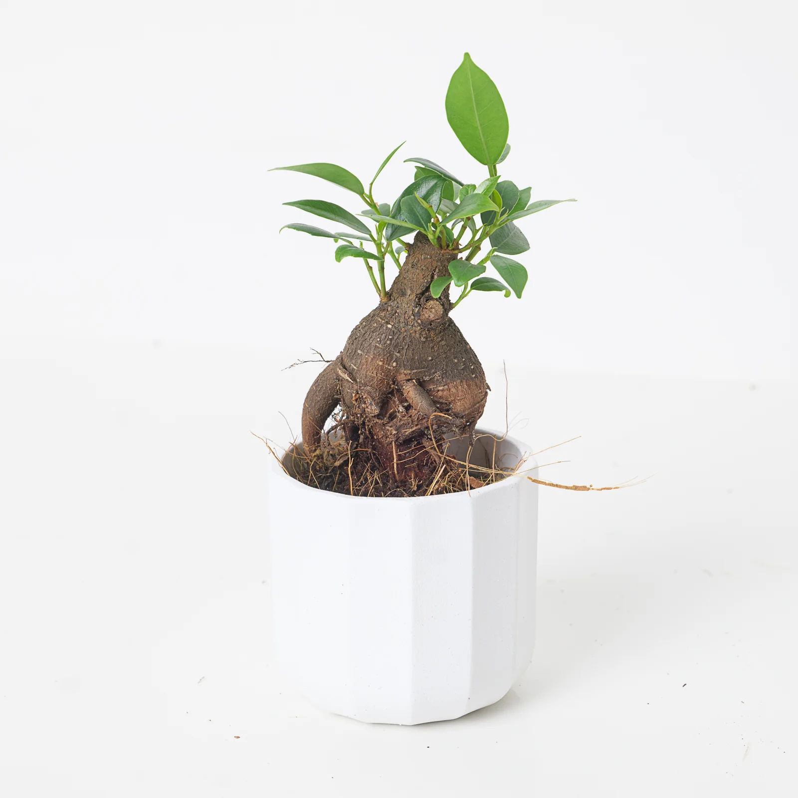 Ficus Ginseng Bonsai | Ficus Retusa - Image 3