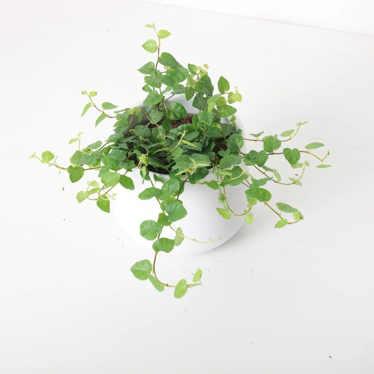 Ficus Pumila