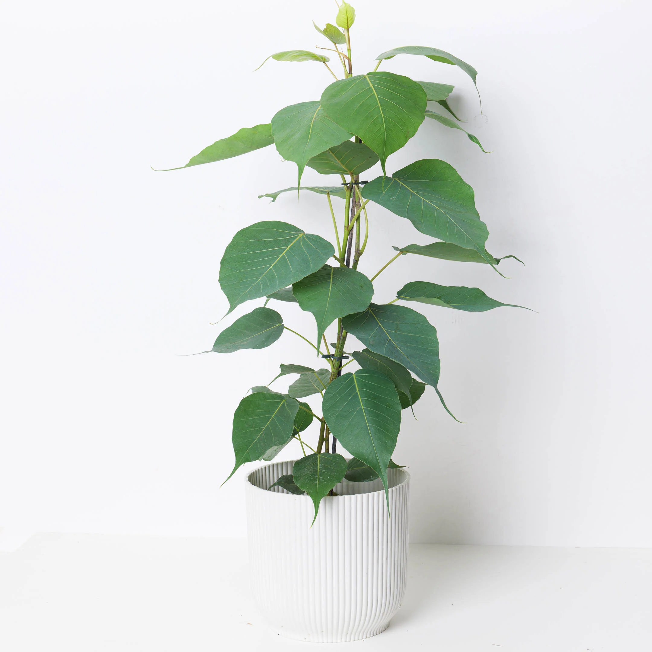Ficus religiosa | Sacred Fig Plant